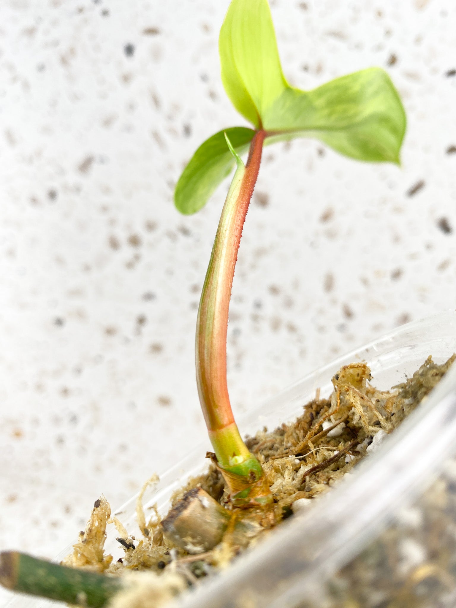Philodendron Florida Beauty 1 baby leaf with new growth