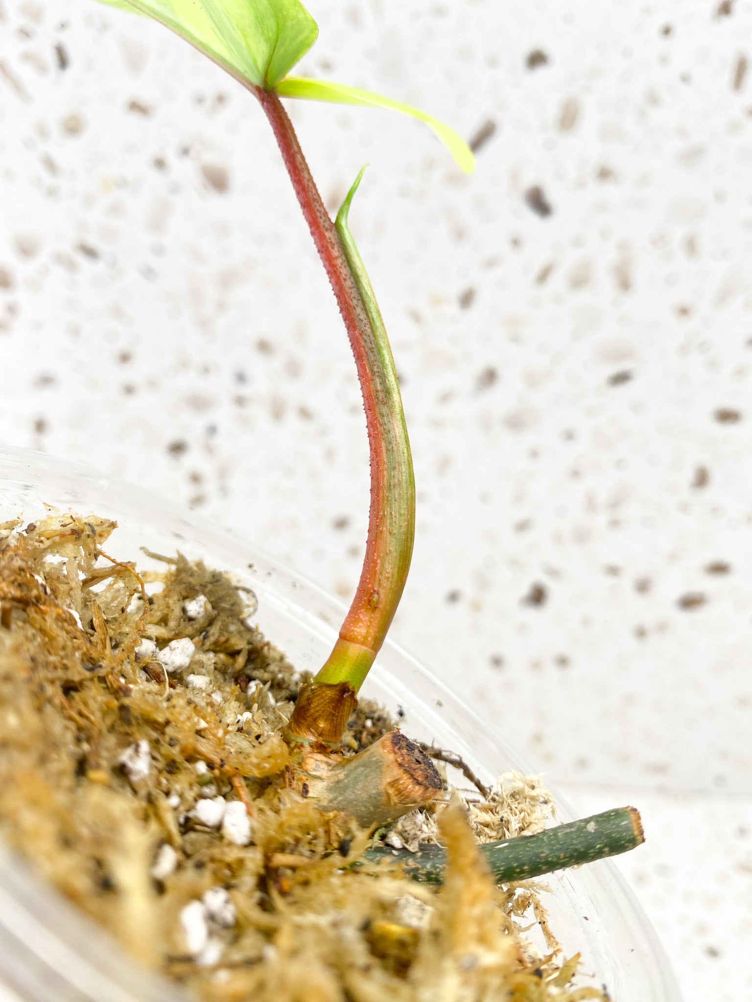 Philodendron Florida Beauty 1 baby leaf with new growth