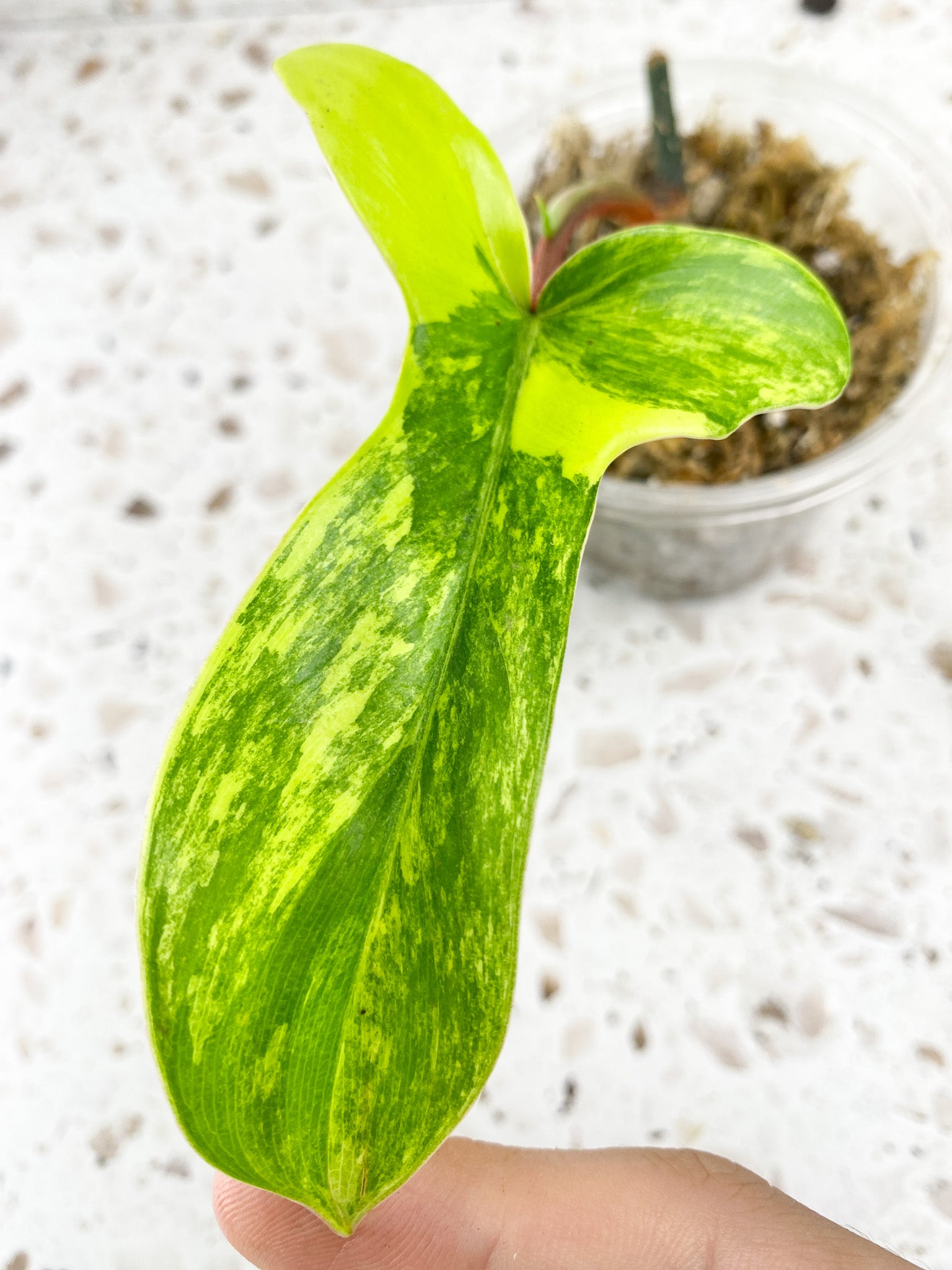 Philodendron Florida Beauty 1 baby leaf with new growth