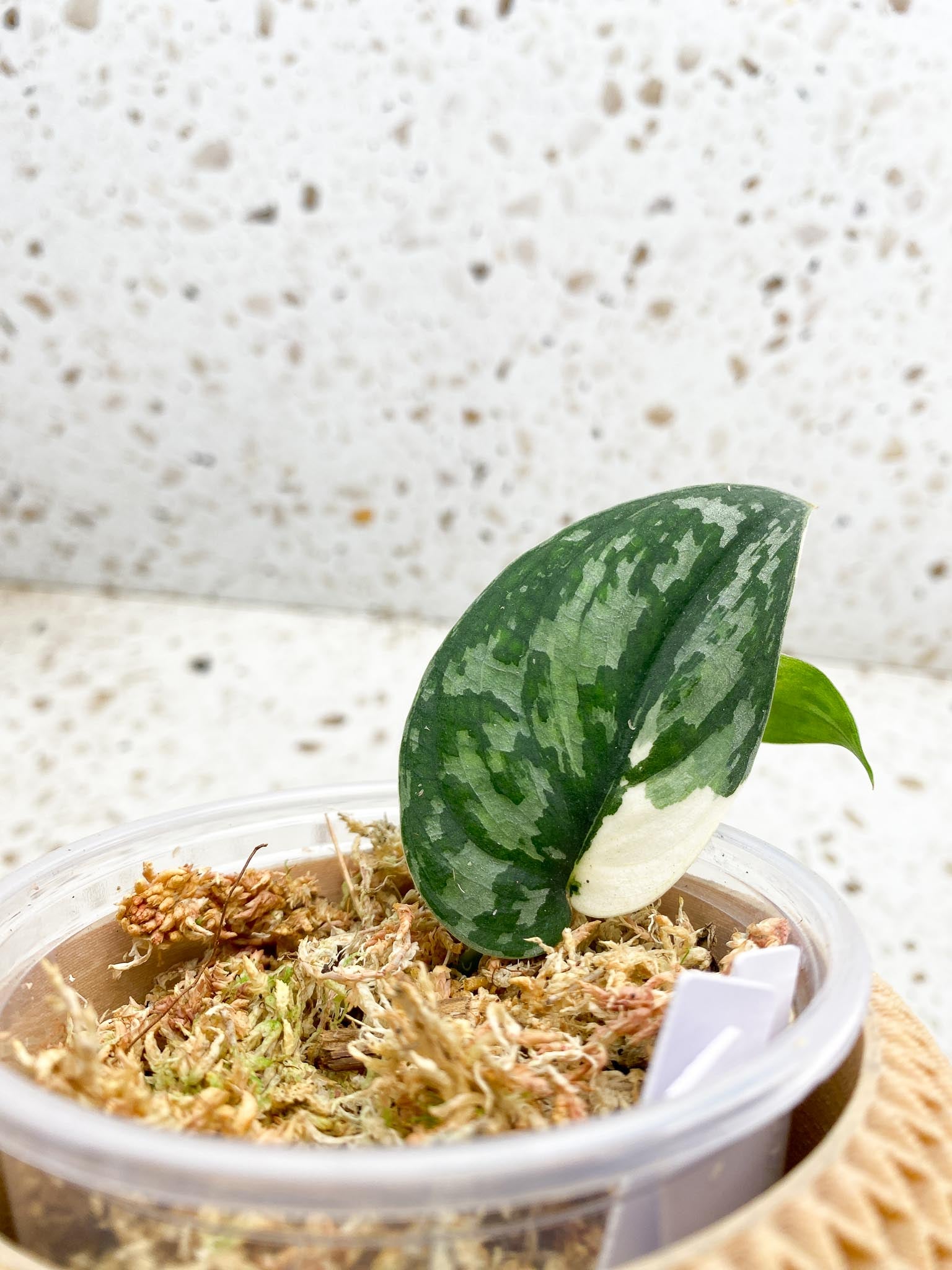 *Scindapsus Mayari Variegated 2 Leaves 4 Nodes 1 Sprout Slightly Rooted