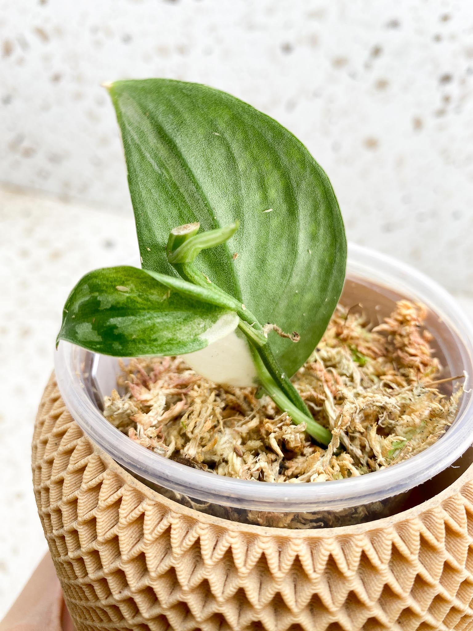*Scindapsus Mayari Variegated 2 Leaves 4 Nodes 1 Sprout Slightly Rooted