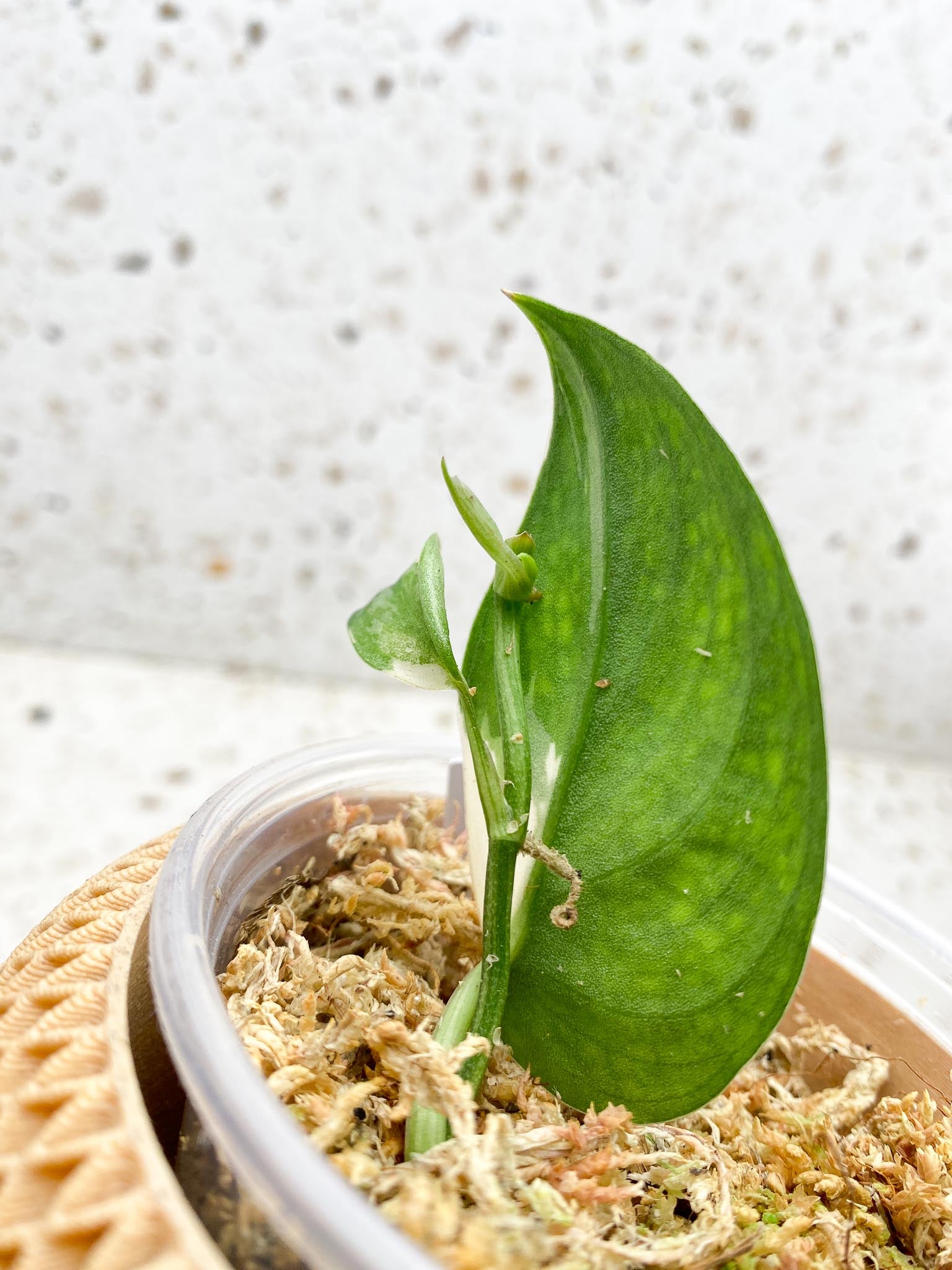 *Scindapsus Mayari Variegated 2 Leaves 4 Nodes 1 Sprout Slightly Rooted