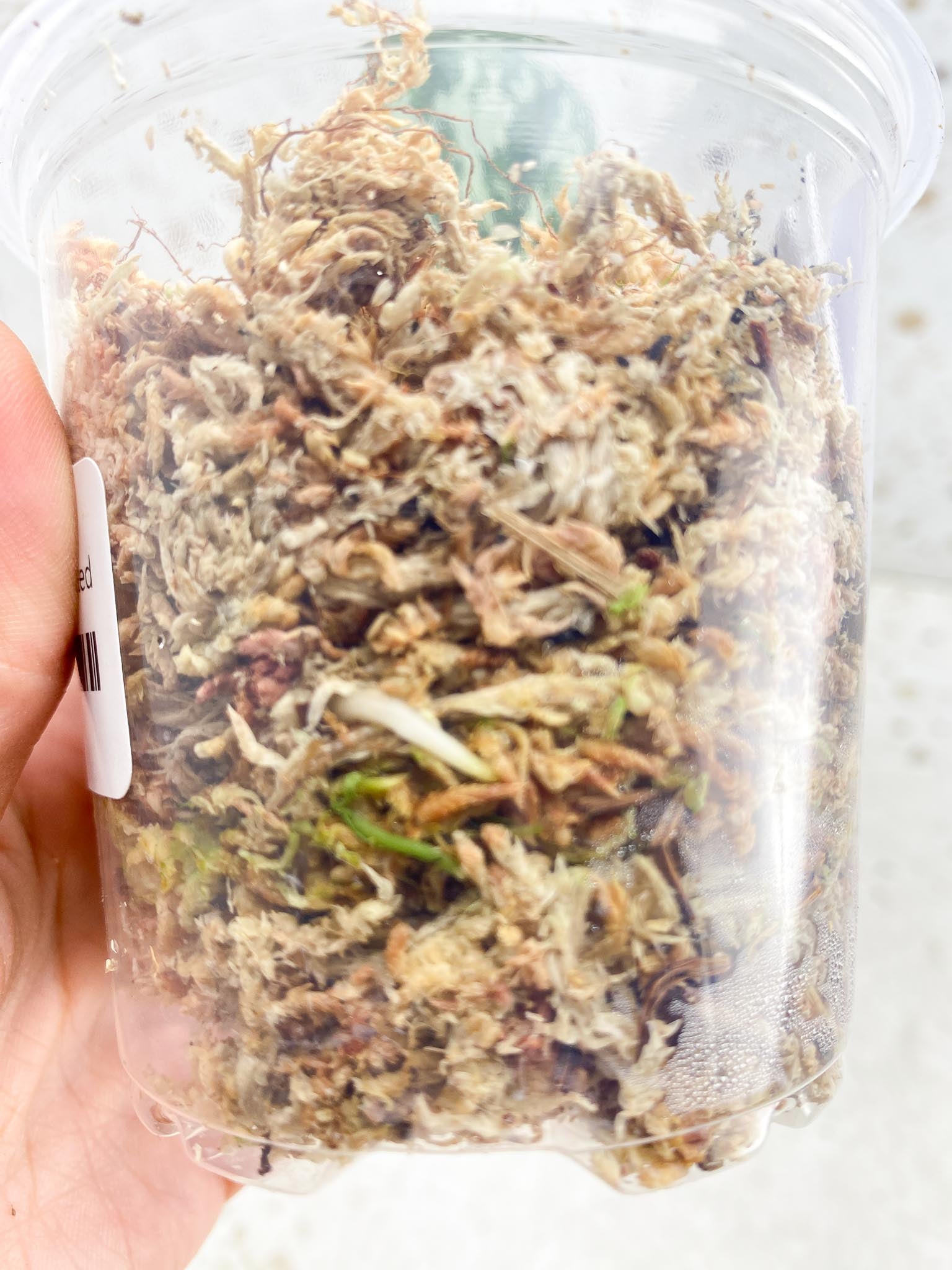 *Scindapsus Mayari Variegated 2 Leaves 4 Nodes 1 Sprout Slightly Rooted