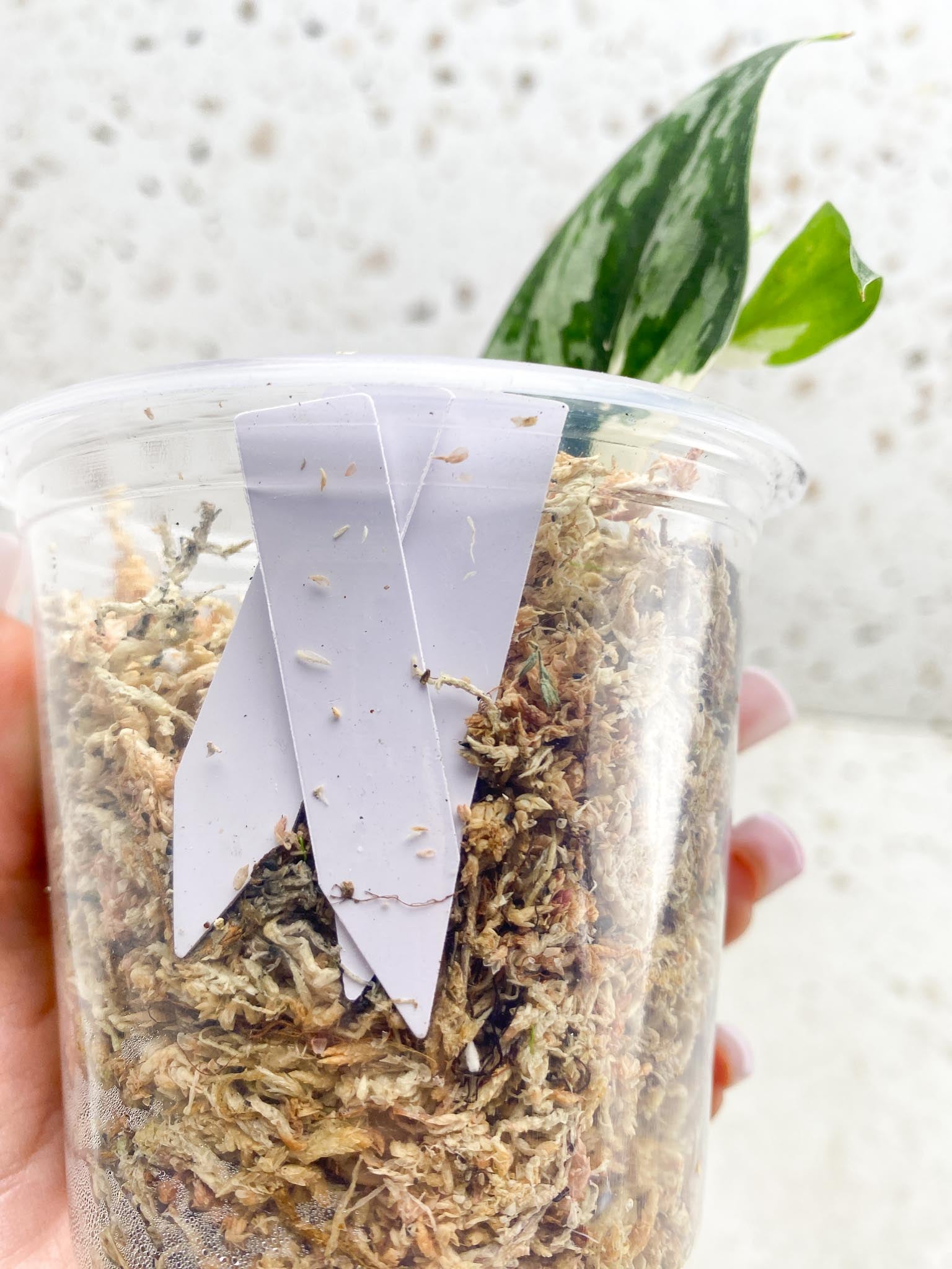 *Scindapsus Mayari Variegated 2 Leaves 4 Nodes 1 Sprout Slightly Rooted