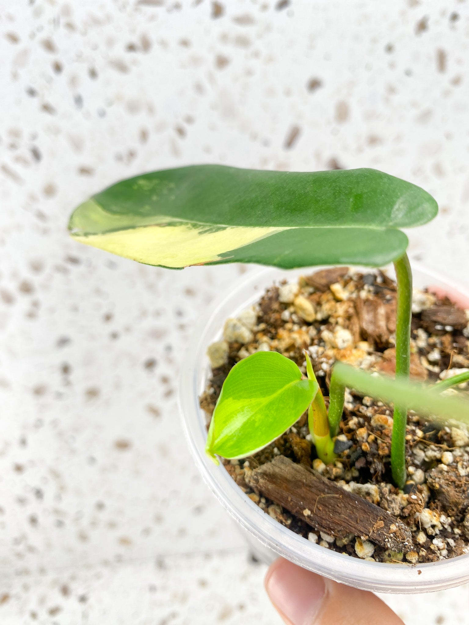 Philodendron Florida Beauty 4 leaf baby plant
