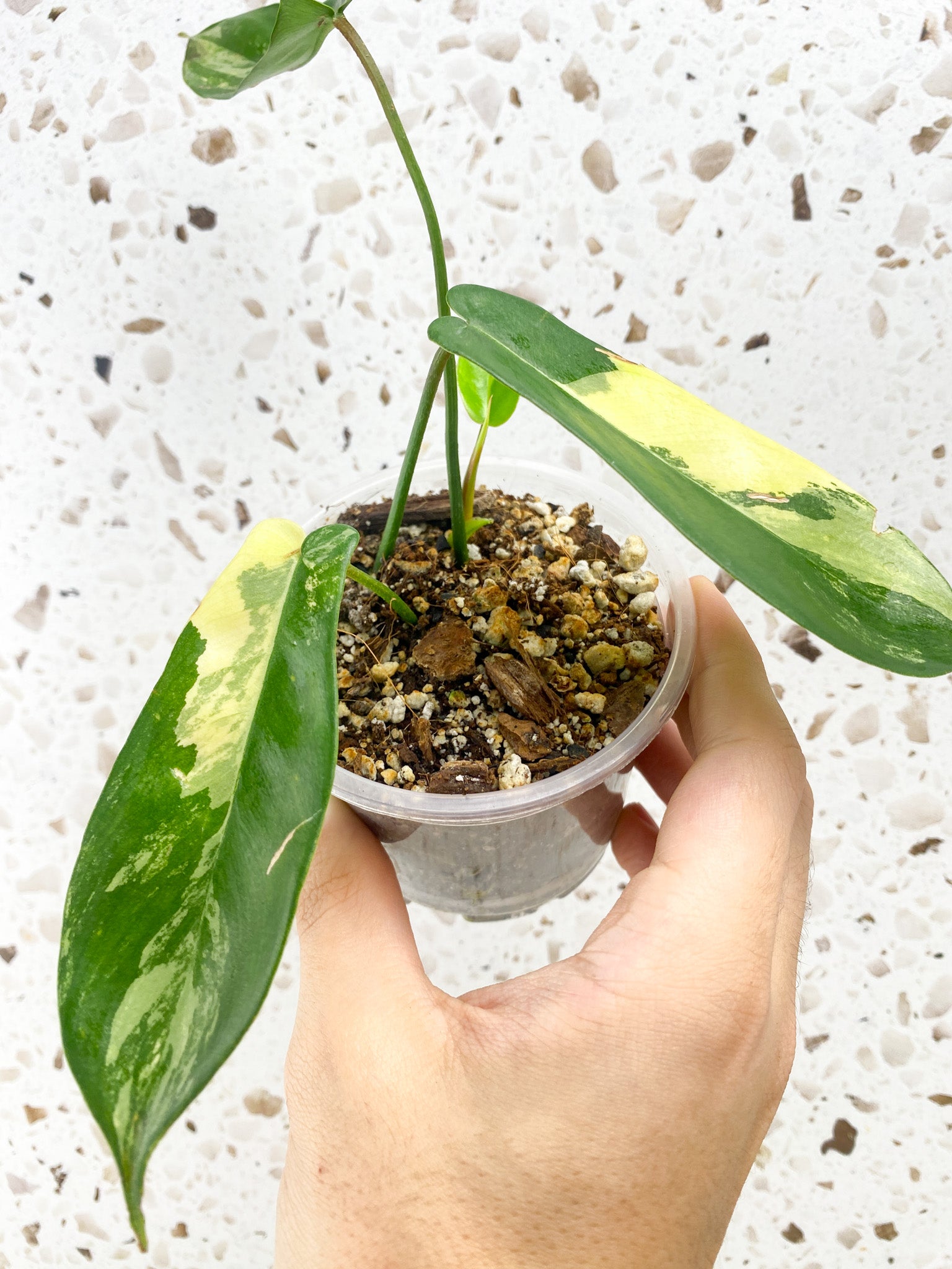 Philodendron Florida Beauty 4 leaf baby plant