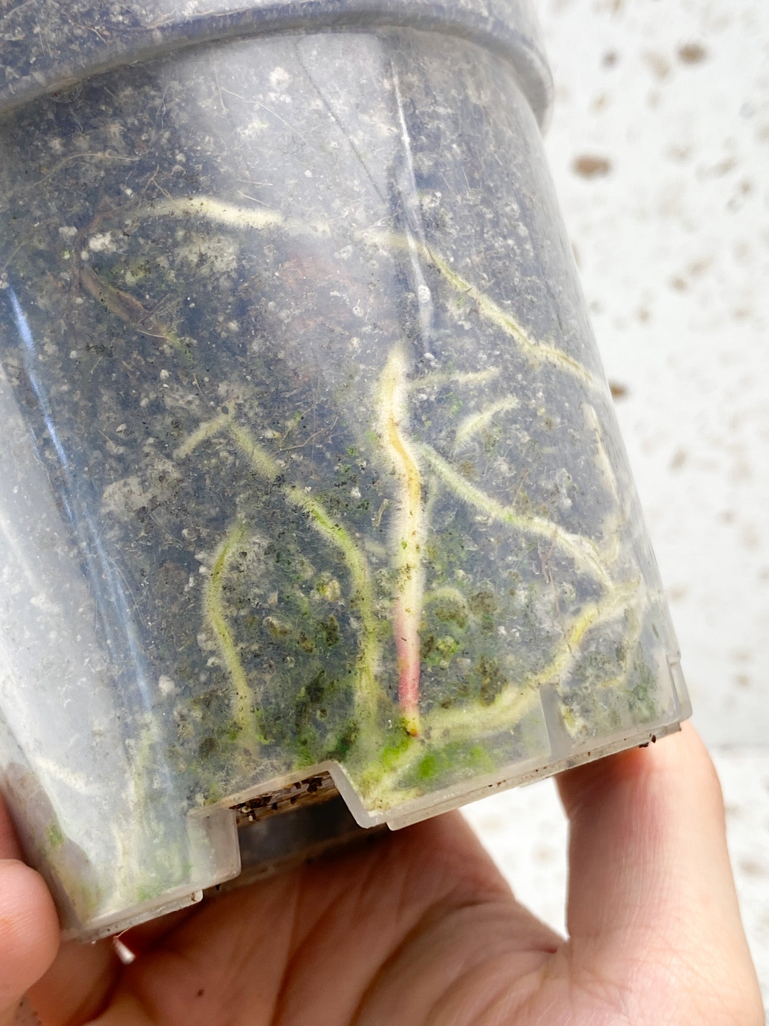 Philodendron Florida Beauty 5 leaves 1 sprout top cutting