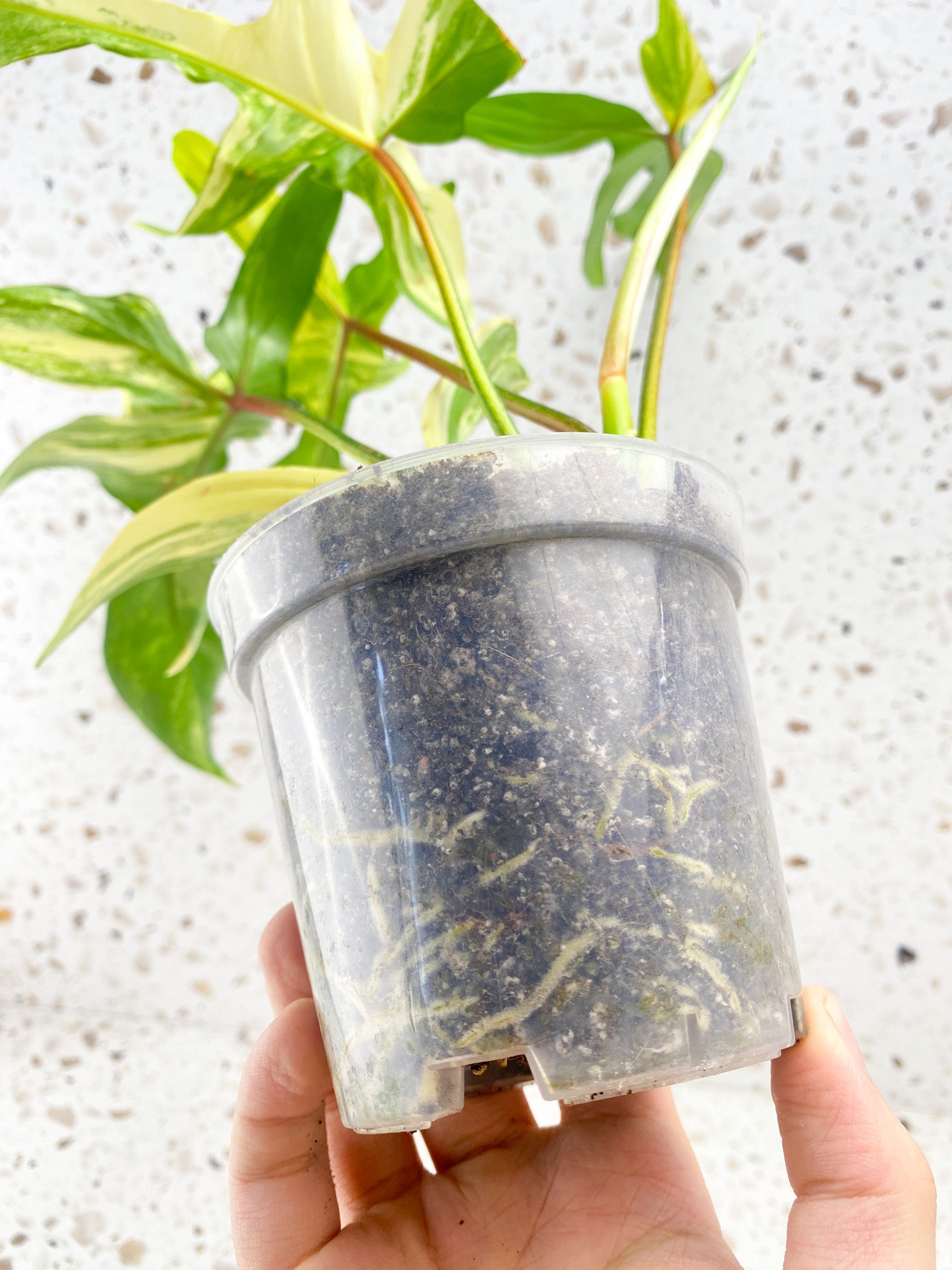 Philodendron Florida Beauty 5 leaves 1 sprout top cutting