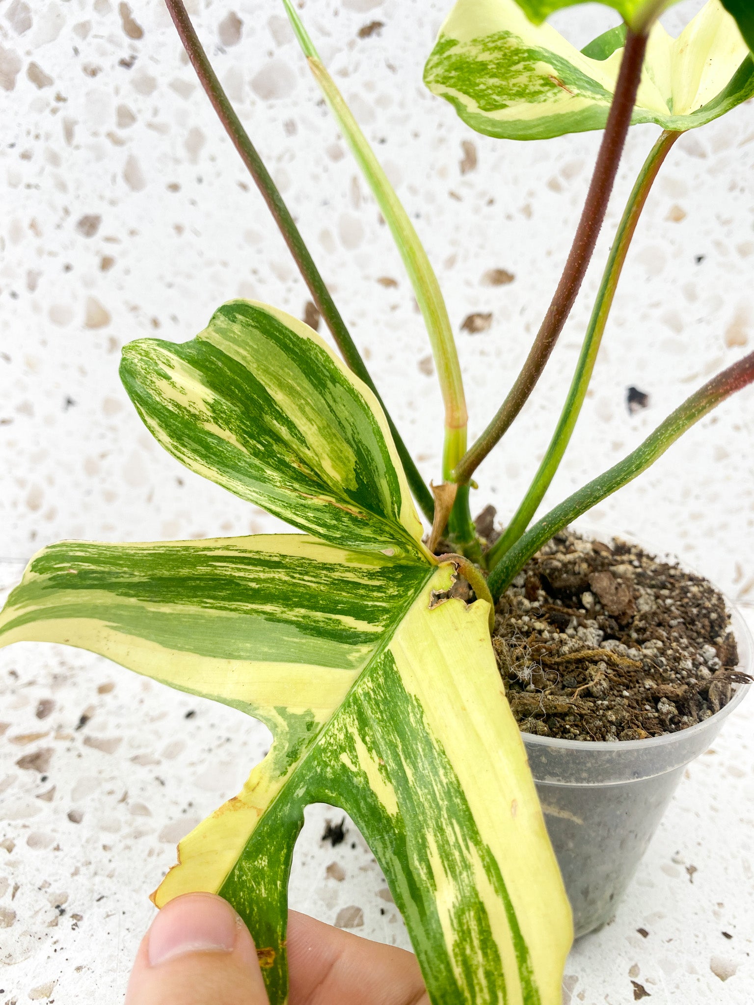 Philodendron Florida Beauty 5 leaves 1 sprout top cutting