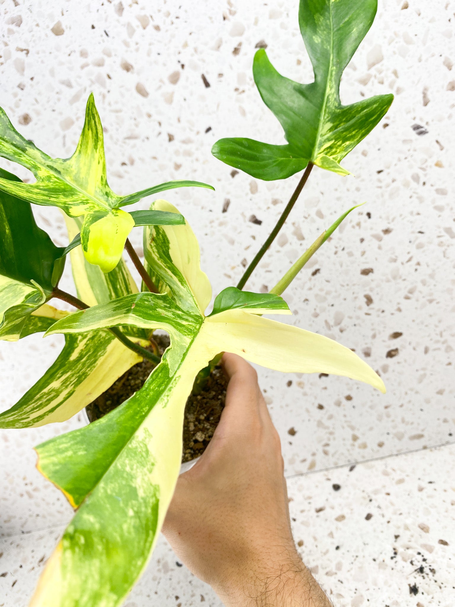 Philodendron Florida Beauty 5 leaves 1 sprout top cutting