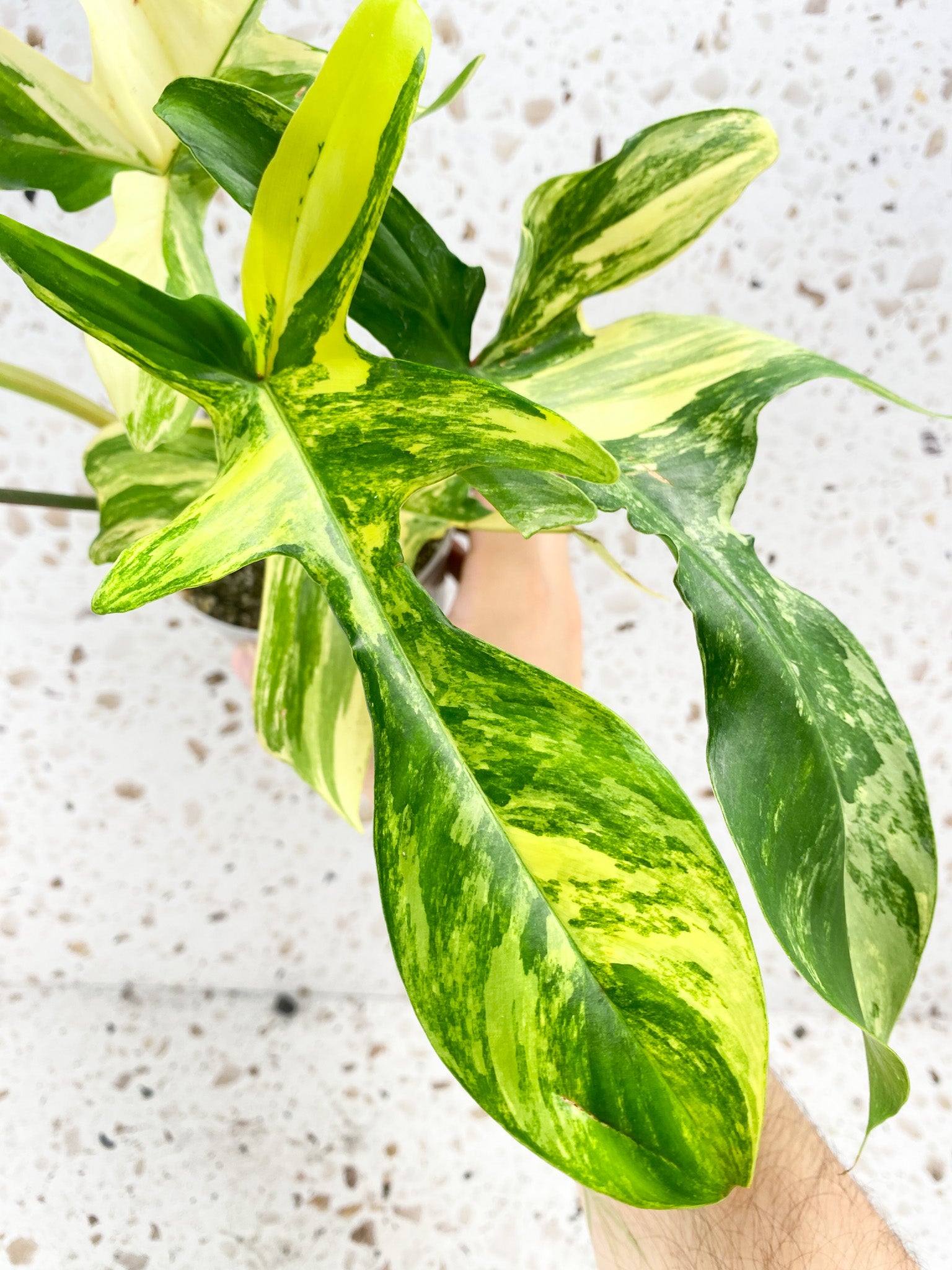 Philodendron Florida Beauty 5 leaves 1 sprout top cutting