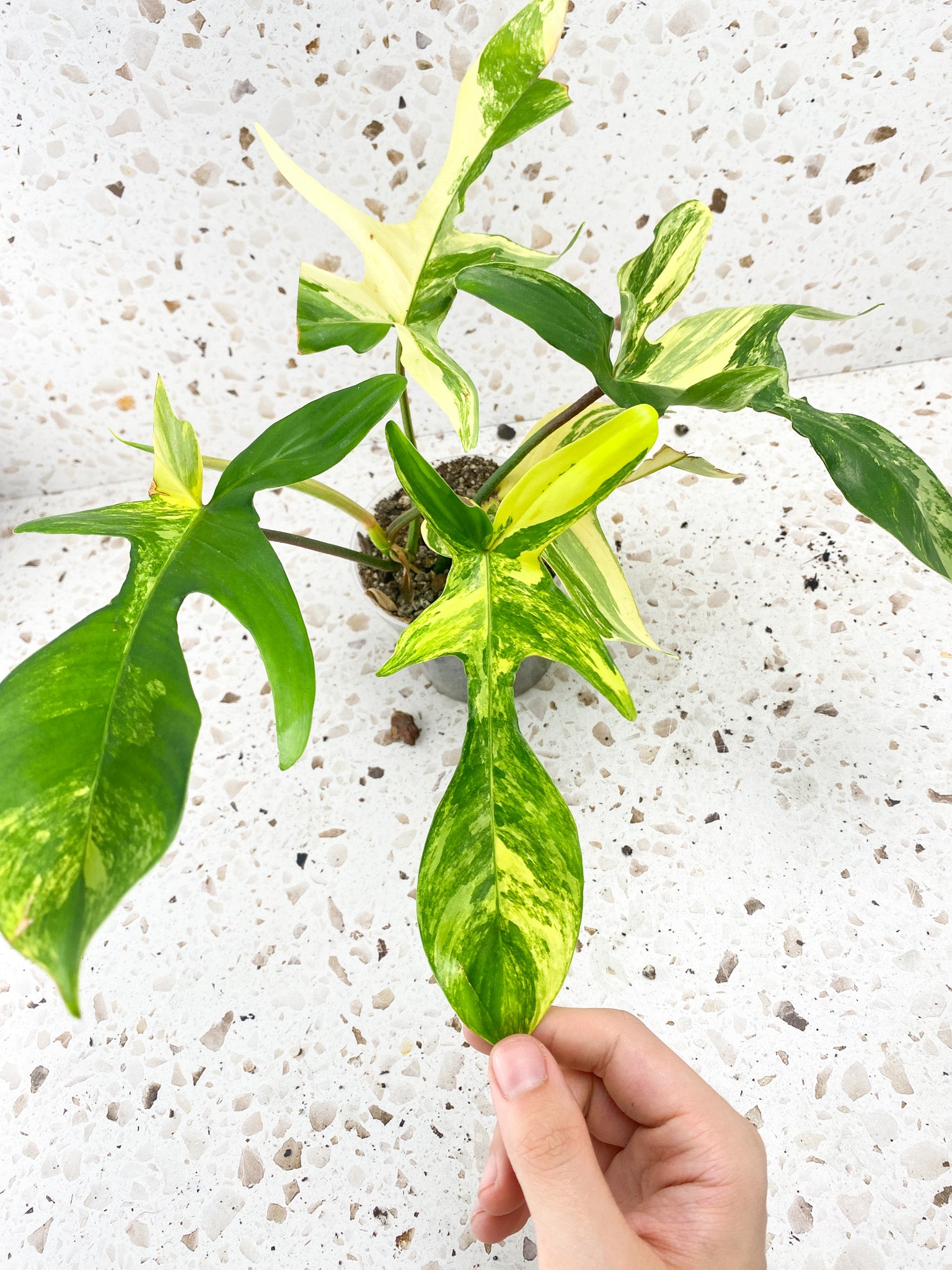 Philodendron Florida Beauty 5 leaves 1 sprout top cutting