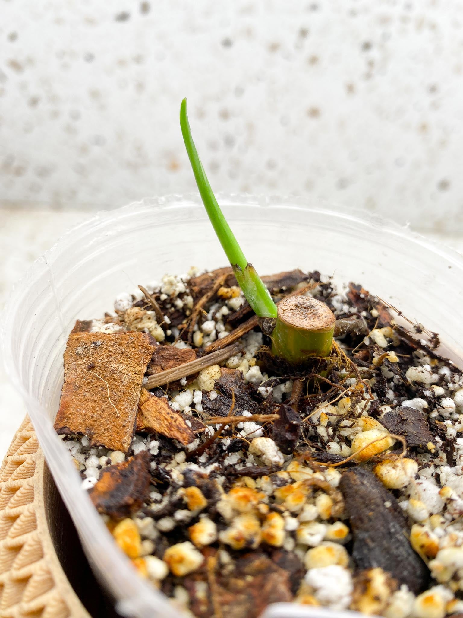 *Syngonium Chiapense Variegated 1 Node 1 Sprout Rooted