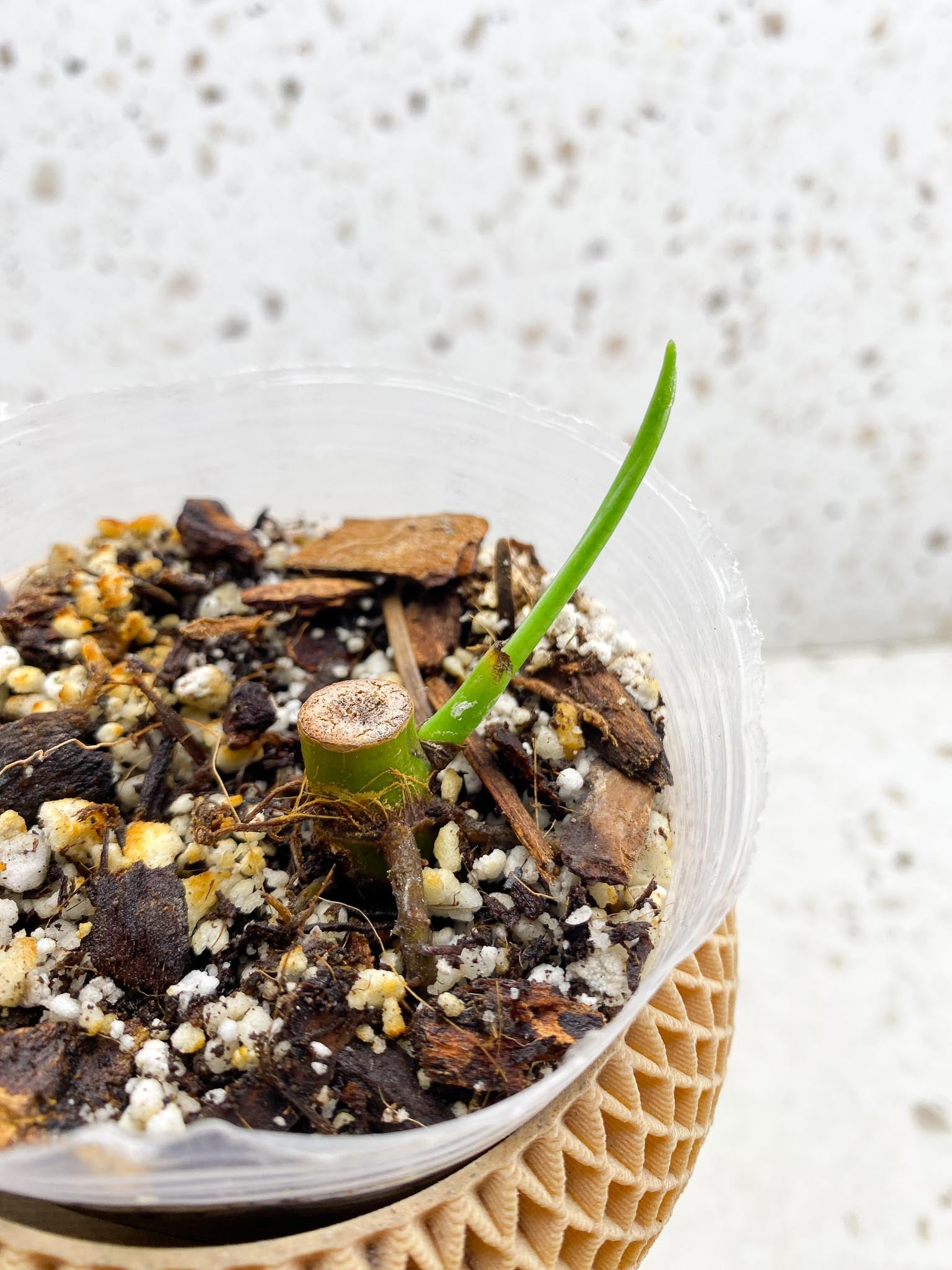 *Syngonium Chiapense Variegated 1 Node 1 Sprout Rooted