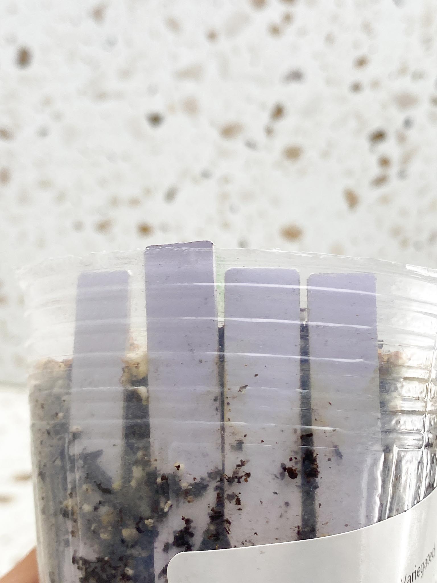 *Syngonium Chiapense Variegated 1 Node 1 Sprout Rooted