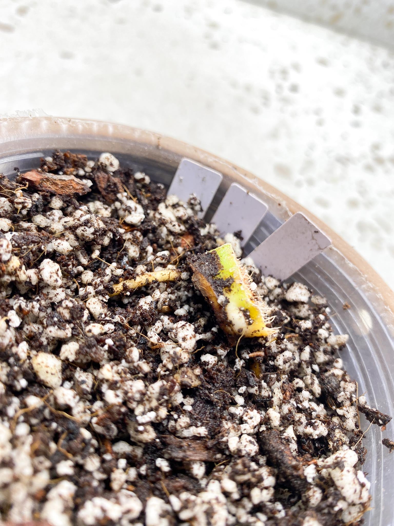 Philodendron/Thaumatophyllum Radiatum Variegated 1 Node 1 Growing Bud Slightly Rooted