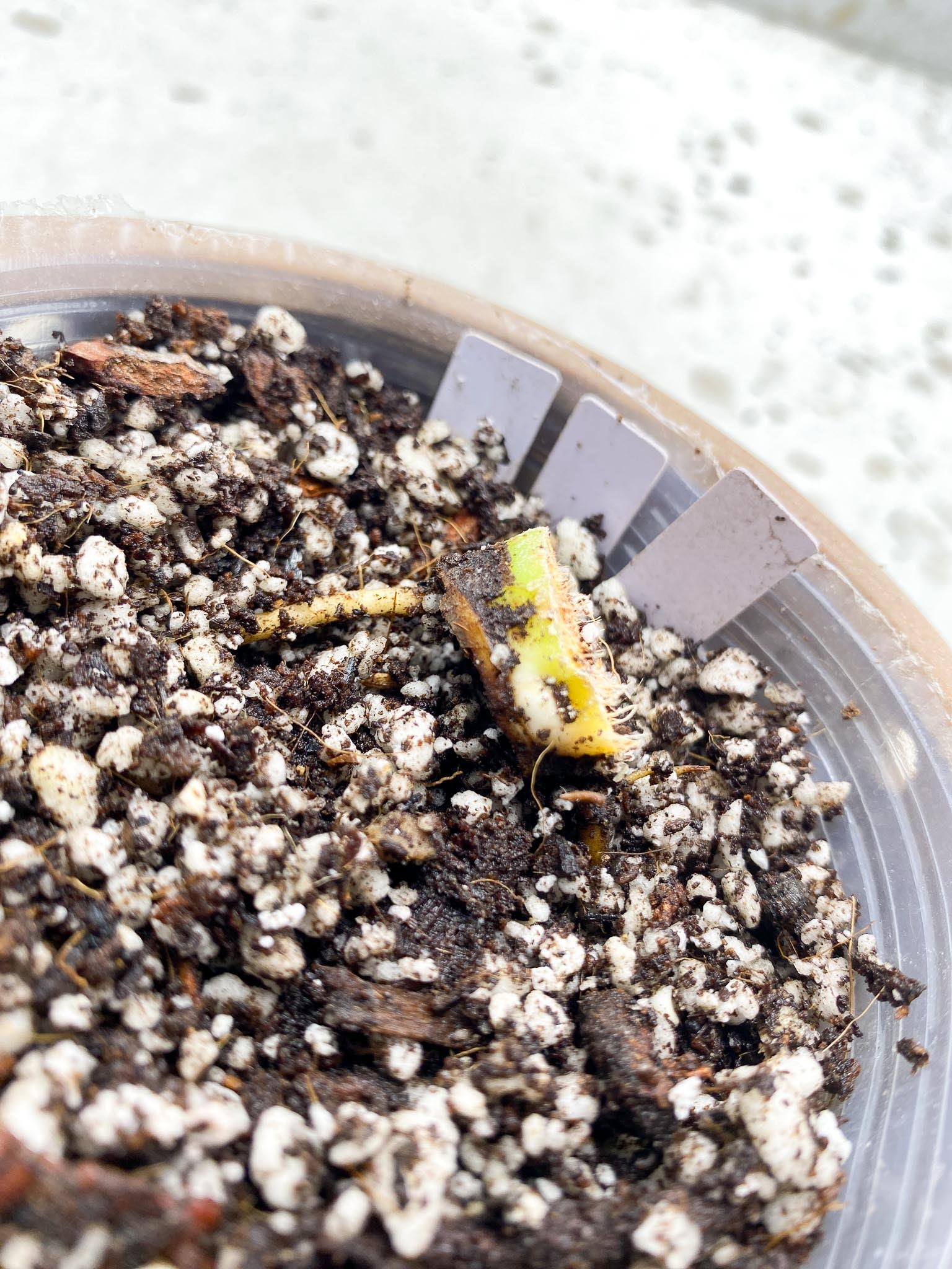 Philodendron/Thaumatophyllum Radiatum Variegated 1 Node 1 Growing Bud Slightly Rooted