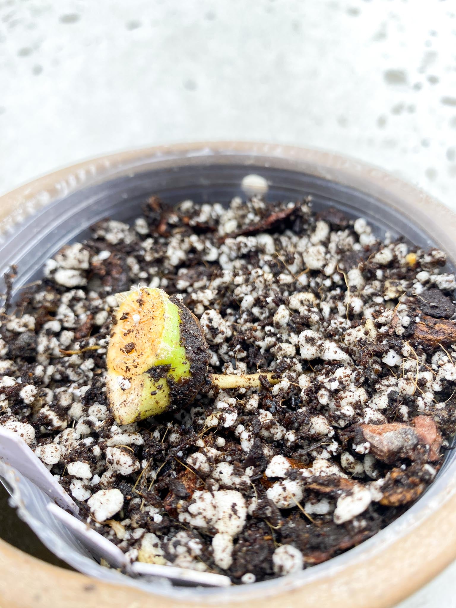 Philodendron/Thaumatophyllum Radiatum Variegated 1 Node 1 Growing Bud Slightly Rooted