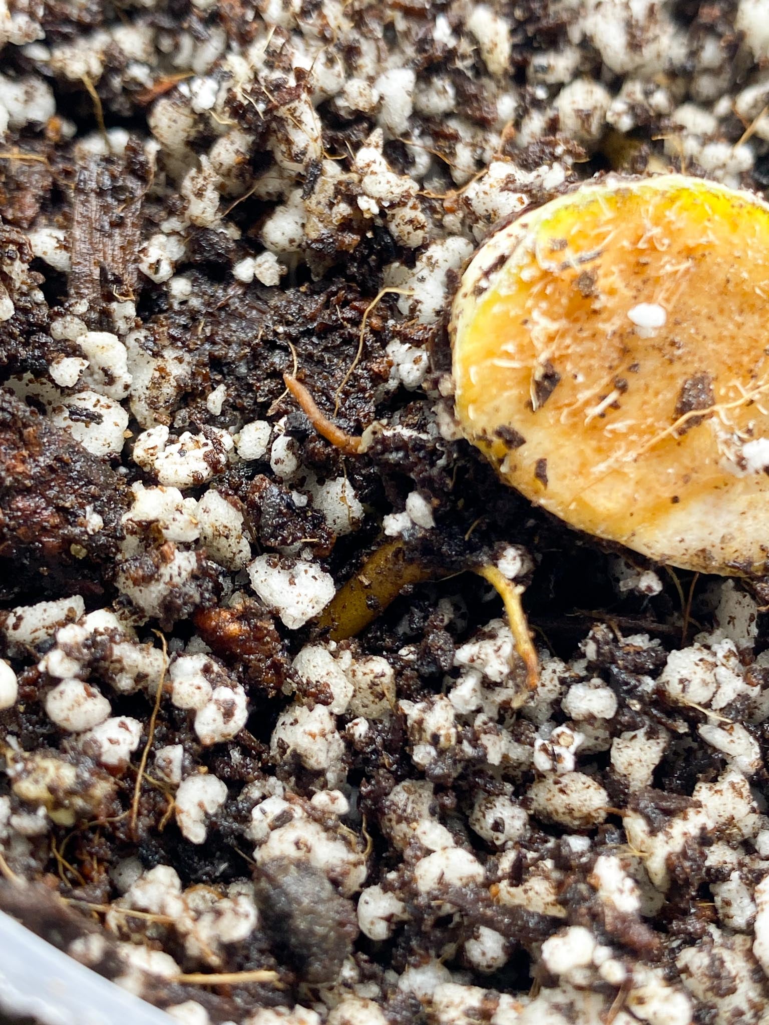 Philodendron/Thaumatophyllum Radiatum Variegated 1 Node 1 Growing Bud Slightly Rooted