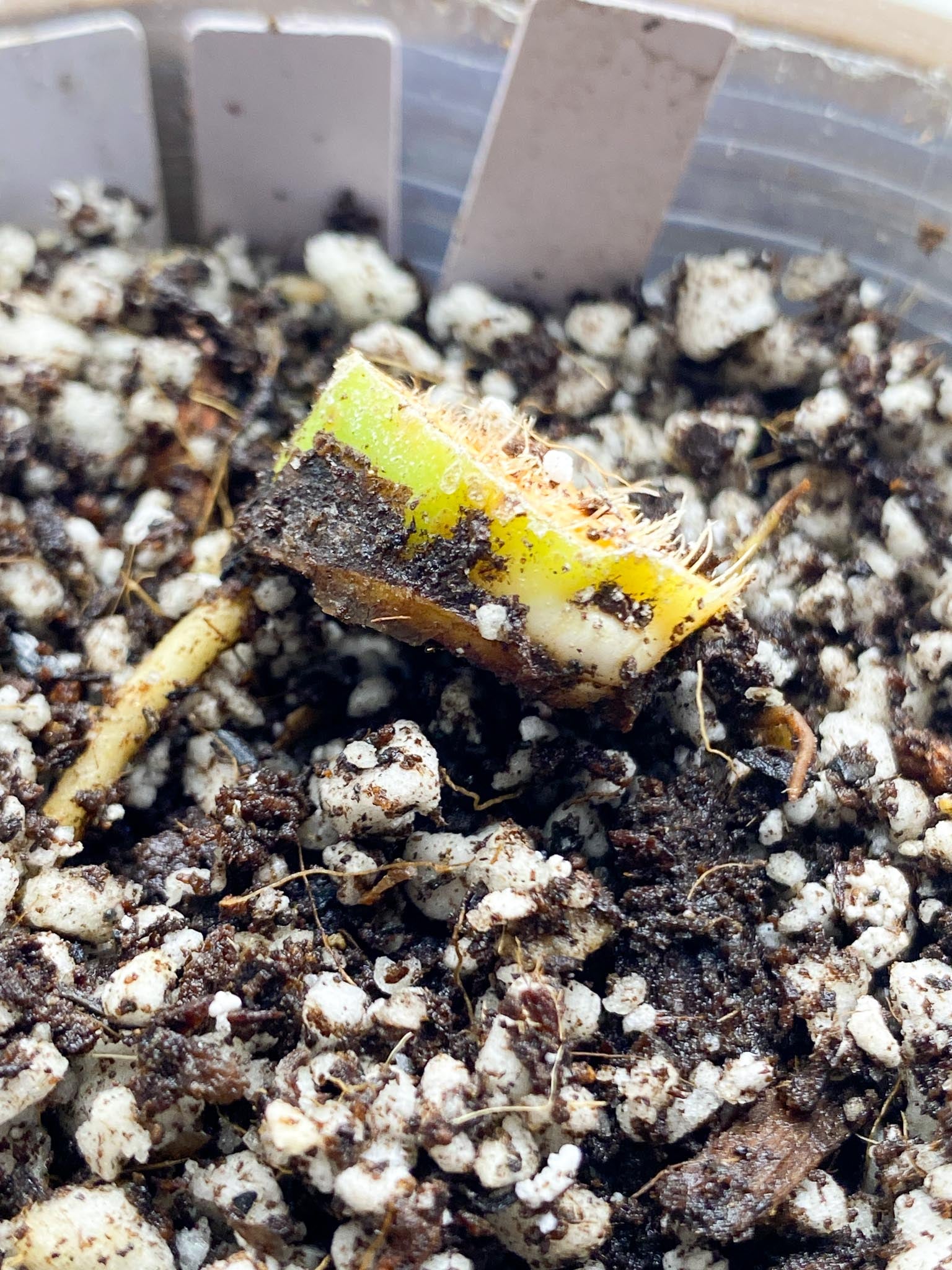 Philodendron/Thaumatophyllum Radiatum Variegated 1 Node 1 Growing Bud Slightly Rooted