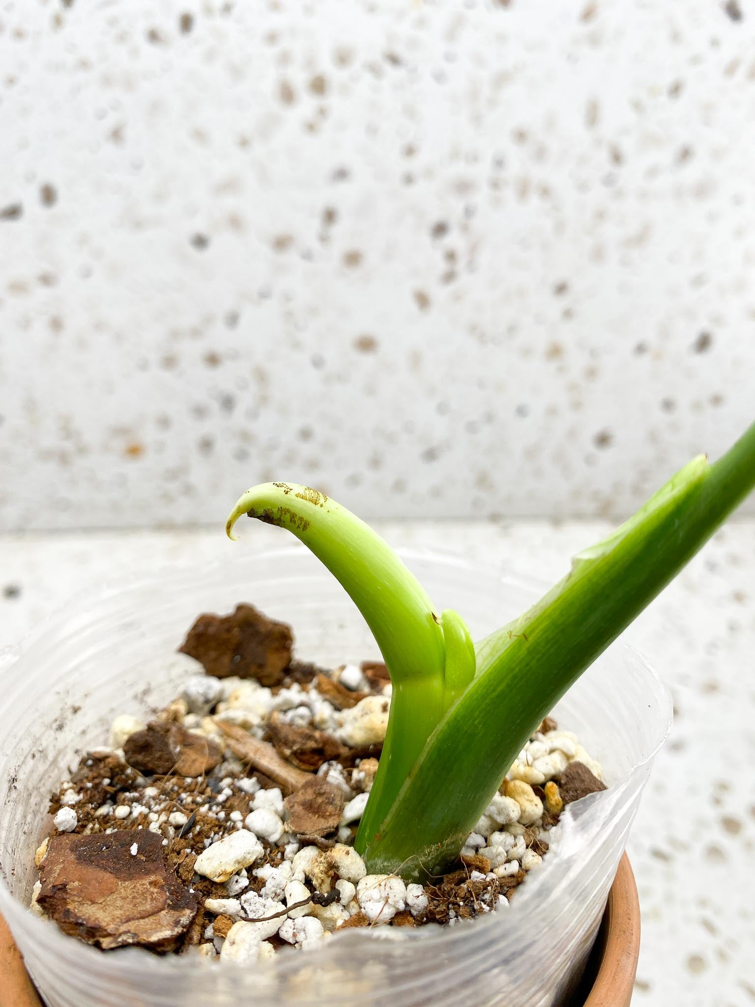 Philodendron Melanochrysum Variegated 2 Nodes 2 Sprouts Top Cutting Rooted