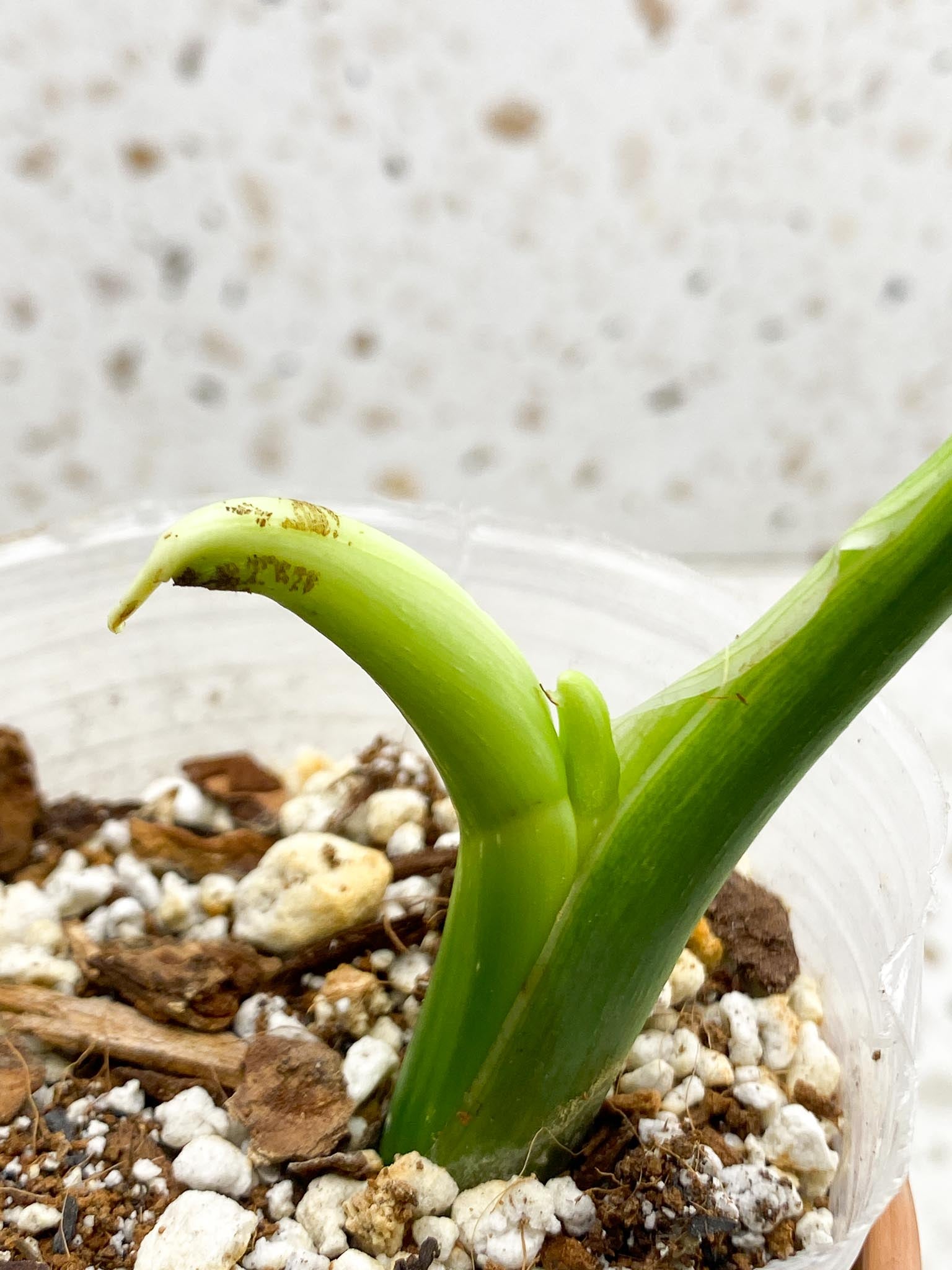 Philodendron Melanochrysum Variegated 2 Nodes 2 Sprouts Top Cutting Rooted