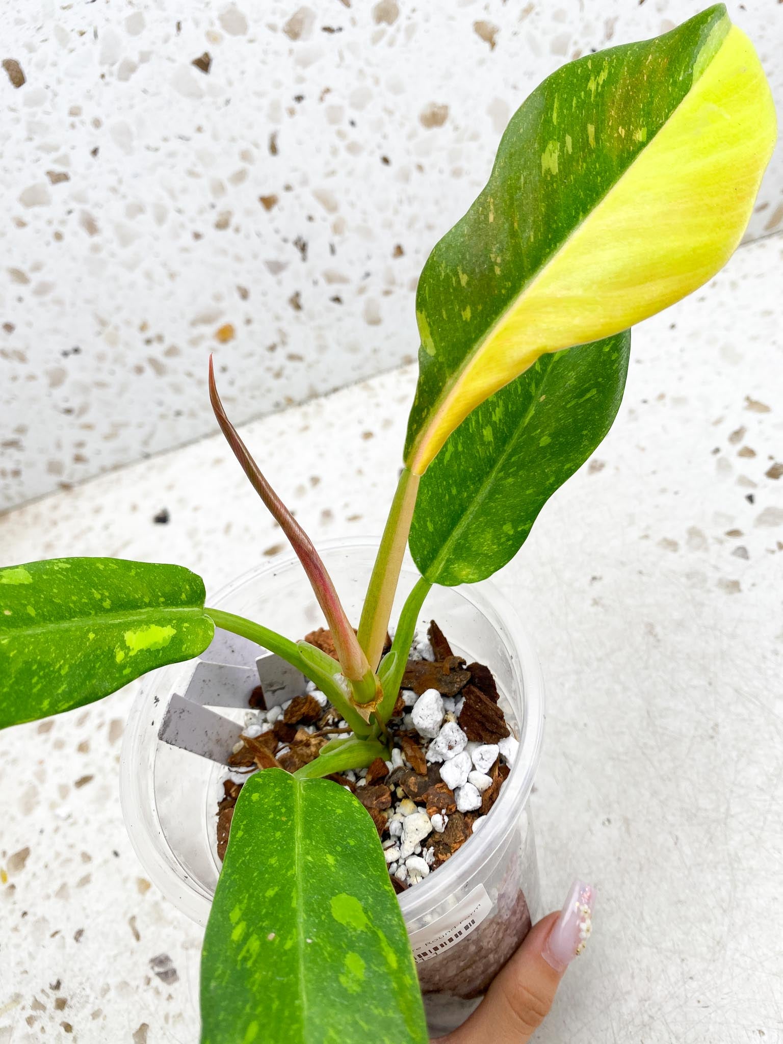 Philodendron Ring of Fire Round Form 4 Leaves 5 Nodes 1 Sprout Slightly Rooted