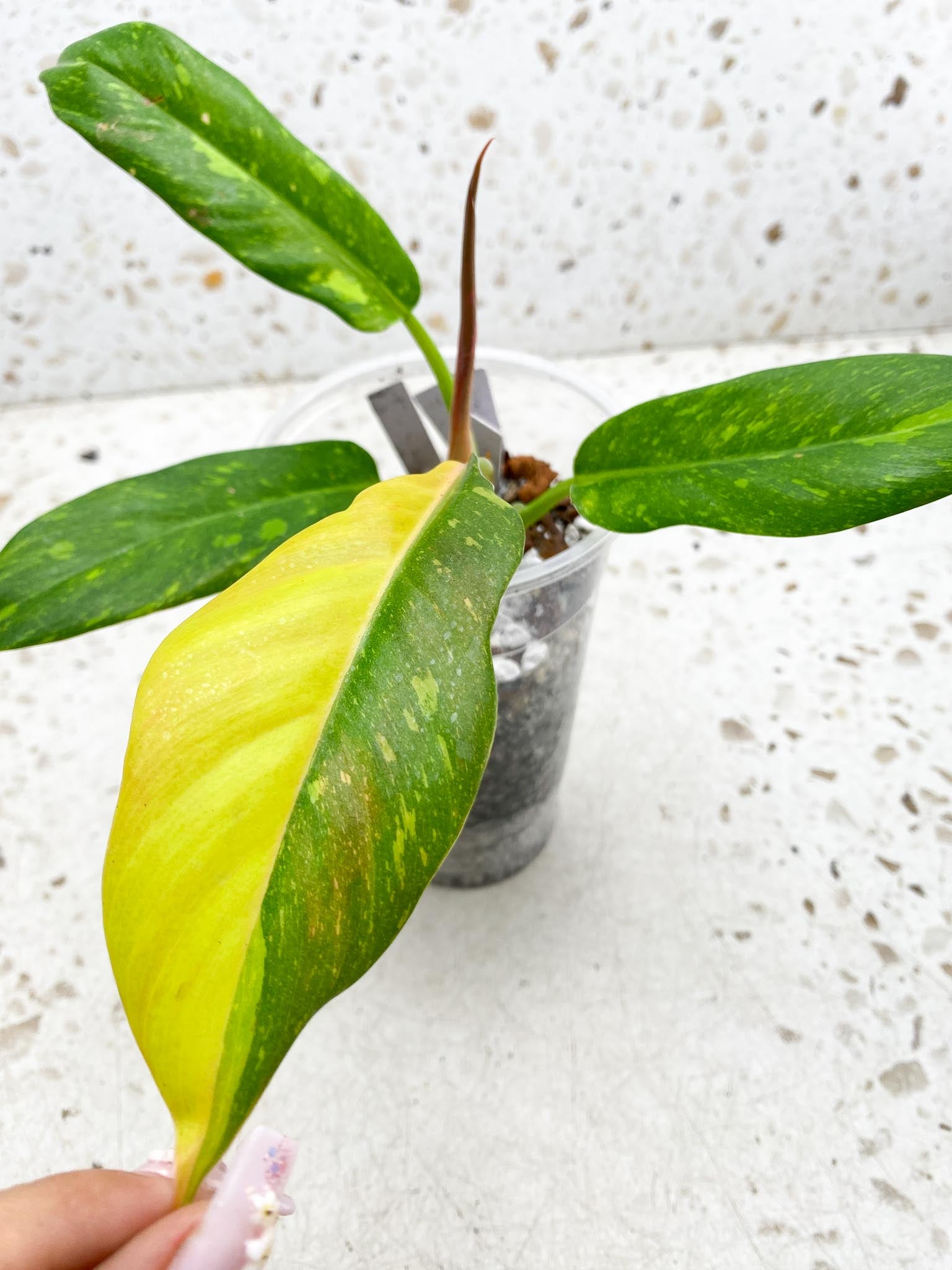 Philodendron Ring of Fire Round Form 4 Leaves 5 Nodes 1 Sprout Slightly Rooted