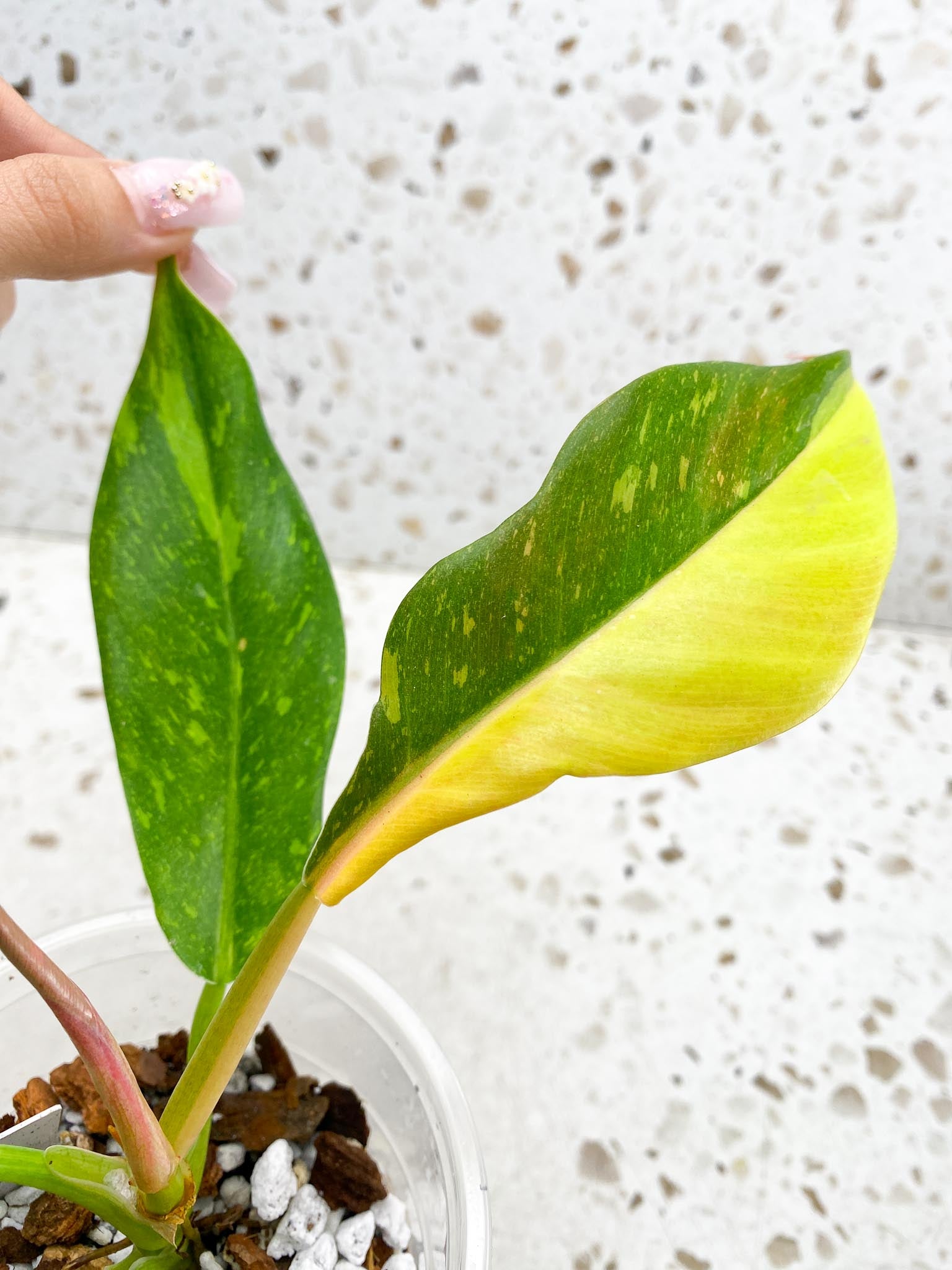 Philodendron Ring of Fire Round Form 4 Leaves 5 Nodes 1 Sprout Slightly Rooted