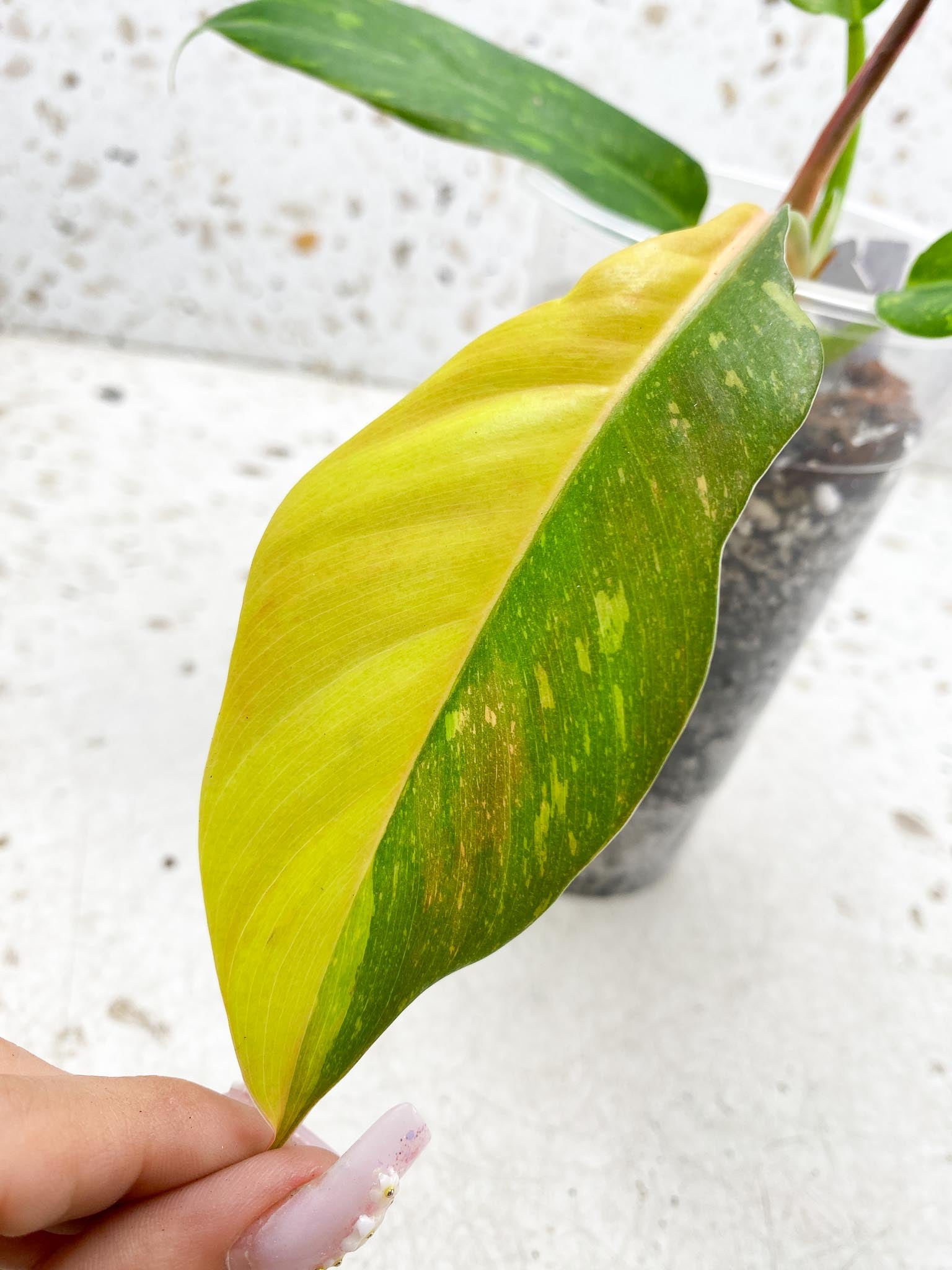 Philodendron Ring of Fire Round Form 4 Leaves 5 Nodes 1 Sprout Slightly Rooted