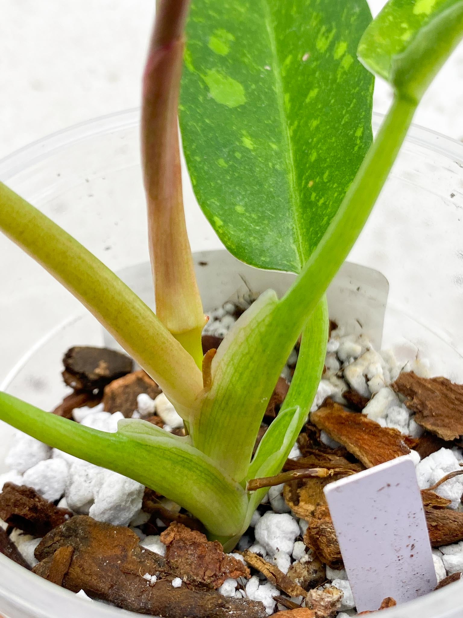 Philodendron Ring of Fire Round Form 4 Leaves 5 Nodes 1 Sprout Slightly Rooted