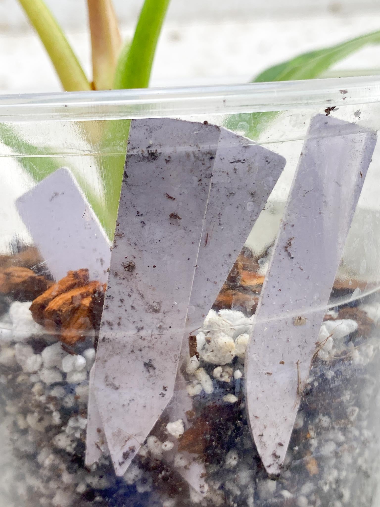 Philodendron Ring of Fire Round Form 4 Leaves 5 Nodes 1 Sprout Slightly Rooted