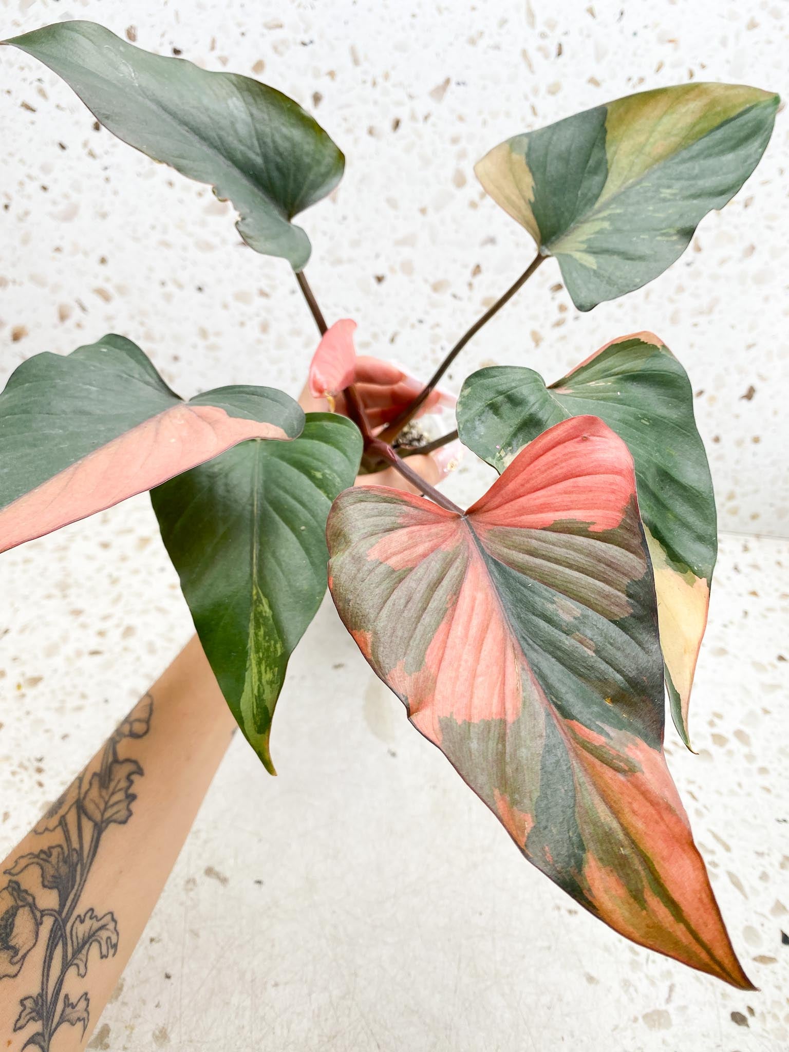 Homalomena Pink Diamond Variegated Multiple Leaves Multiple Nodes 2 Sprouts Top Cutting Rooted-