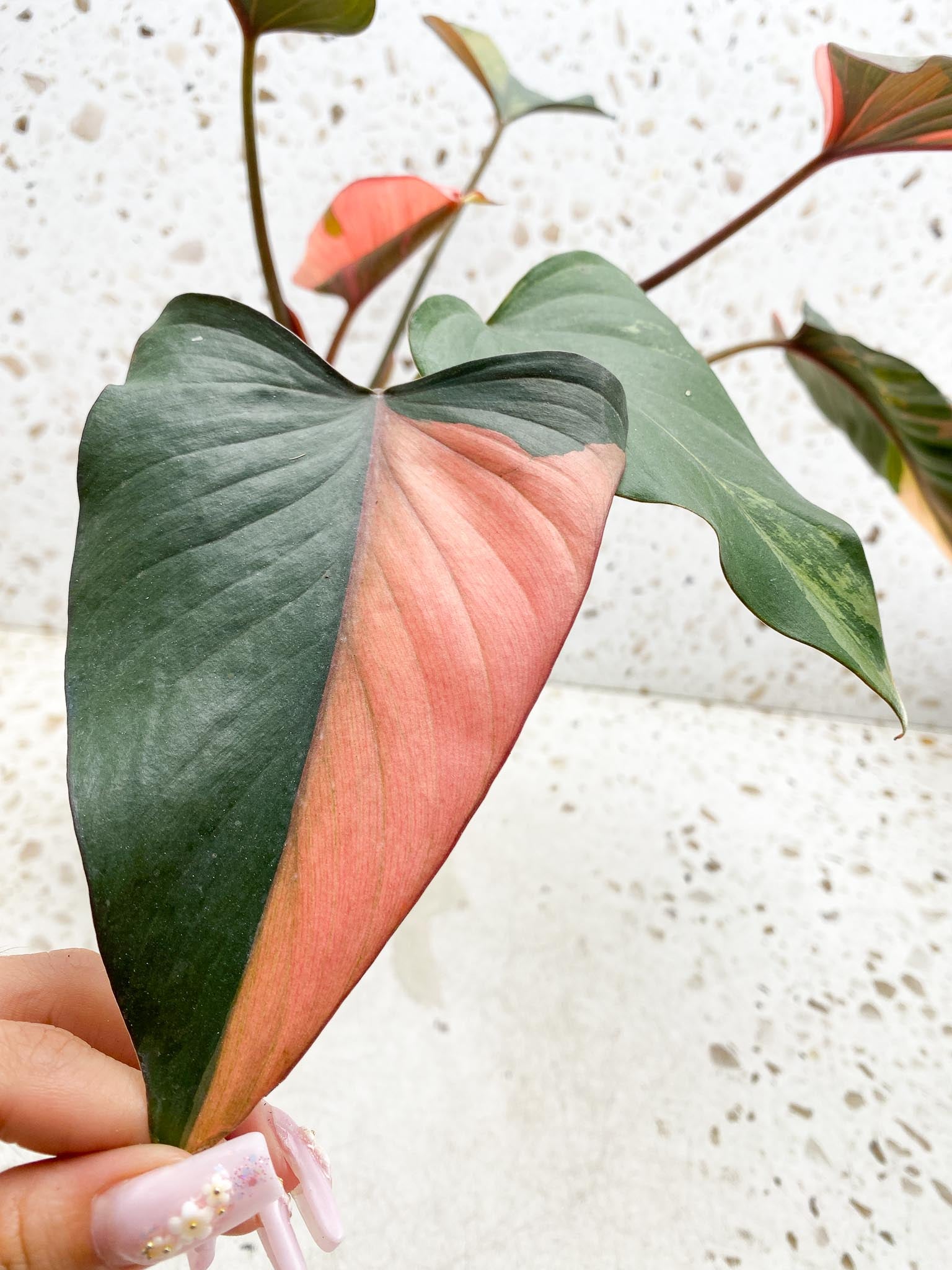Homalomena Pink Diamond Variegated Multiple Leaves Multiple Nodes 2 Sprouts Top Cutting Rooted-