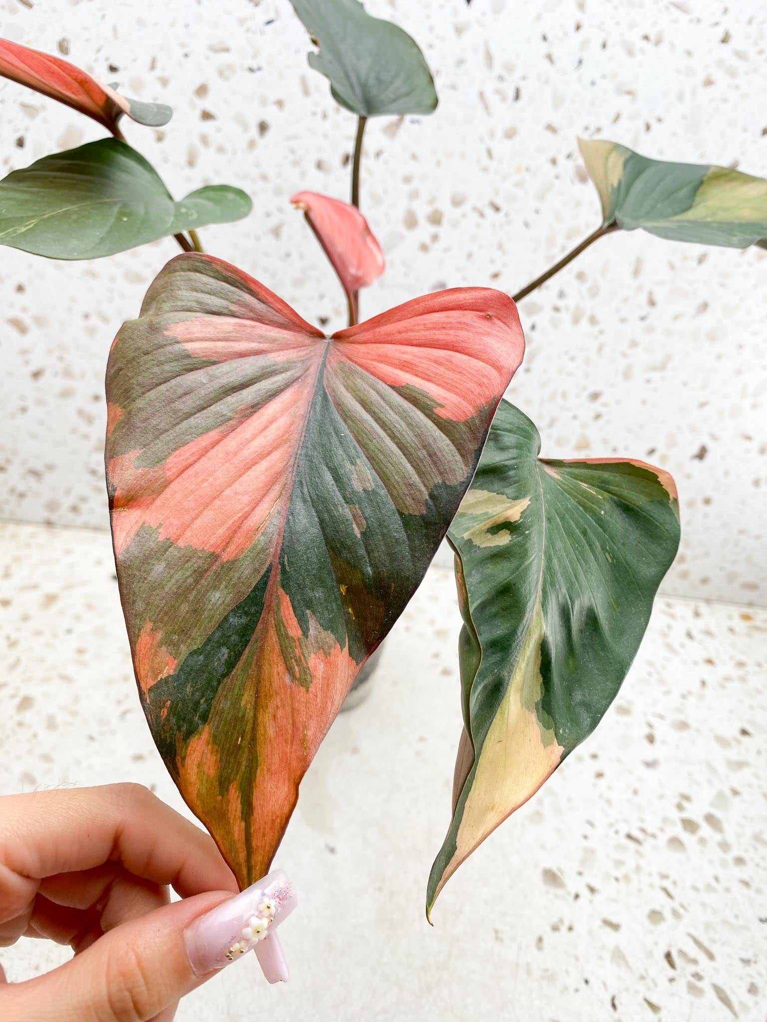 Homalomena Pink Diamond Variegated Multiple Leaves Multiple Nodes 2 Sprouts Top Cutting Rooted-