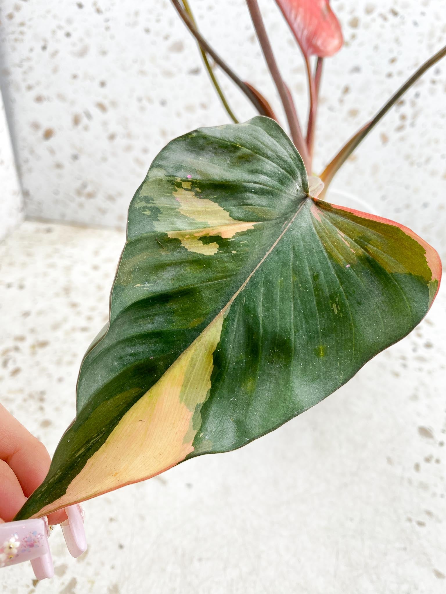 Homalomena Pink Diamond Variegated Multiple Leaves Multiple Nodes 2 Sprouts Top Cutting Rooted-