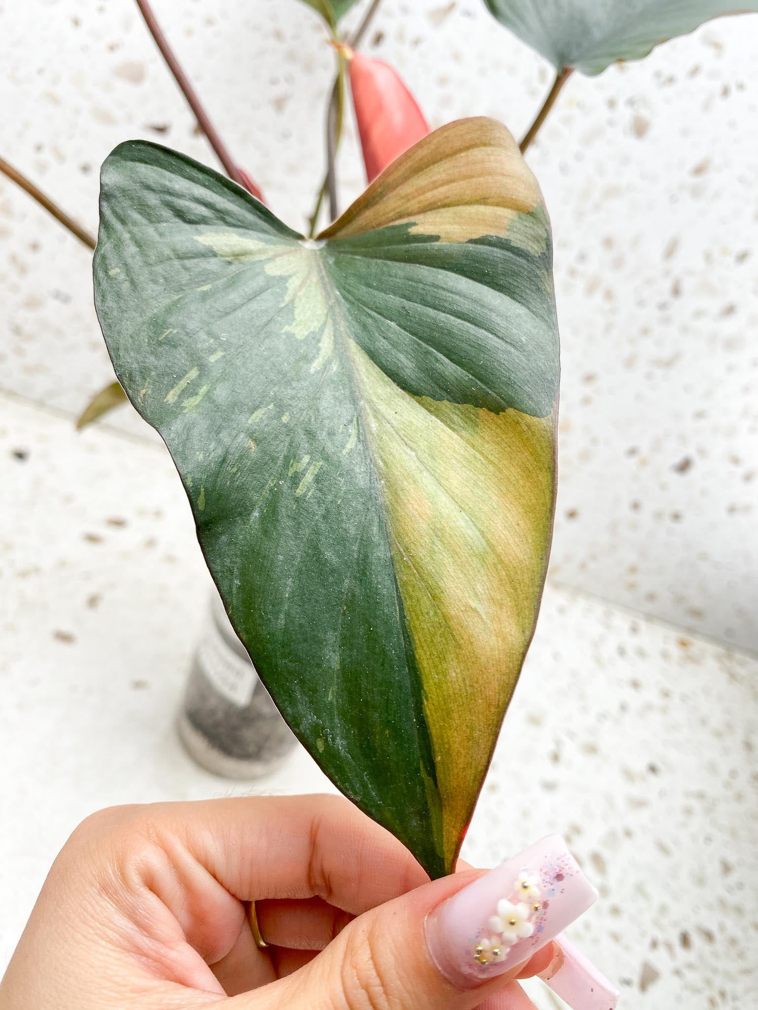 Homalomena Pink Diamond Variegated Multiple Leaves Multiple Nodes 2 Sprouts Top Cutting Rooted-