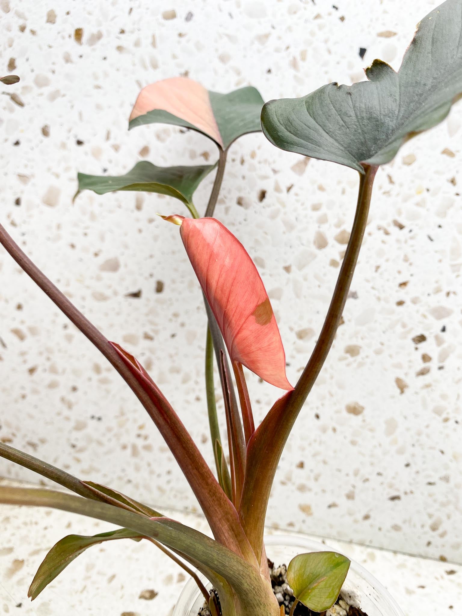 Homalomena Pink Diamond Variegated Multiple Leaves Multiple Nodes 2 Sprouts Top Cutting Rooted-