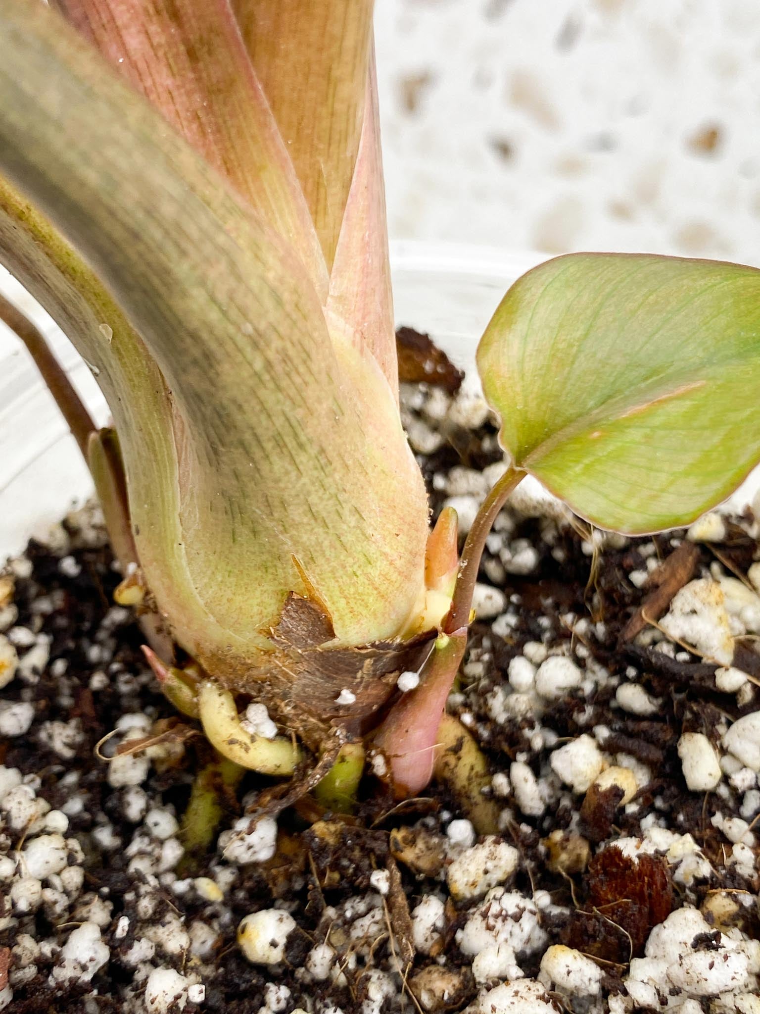 Homalomena Pink Diamond Variegated Multiple Leaves Multiple Nodes 2 Sprouts Top Cutting Rooted-