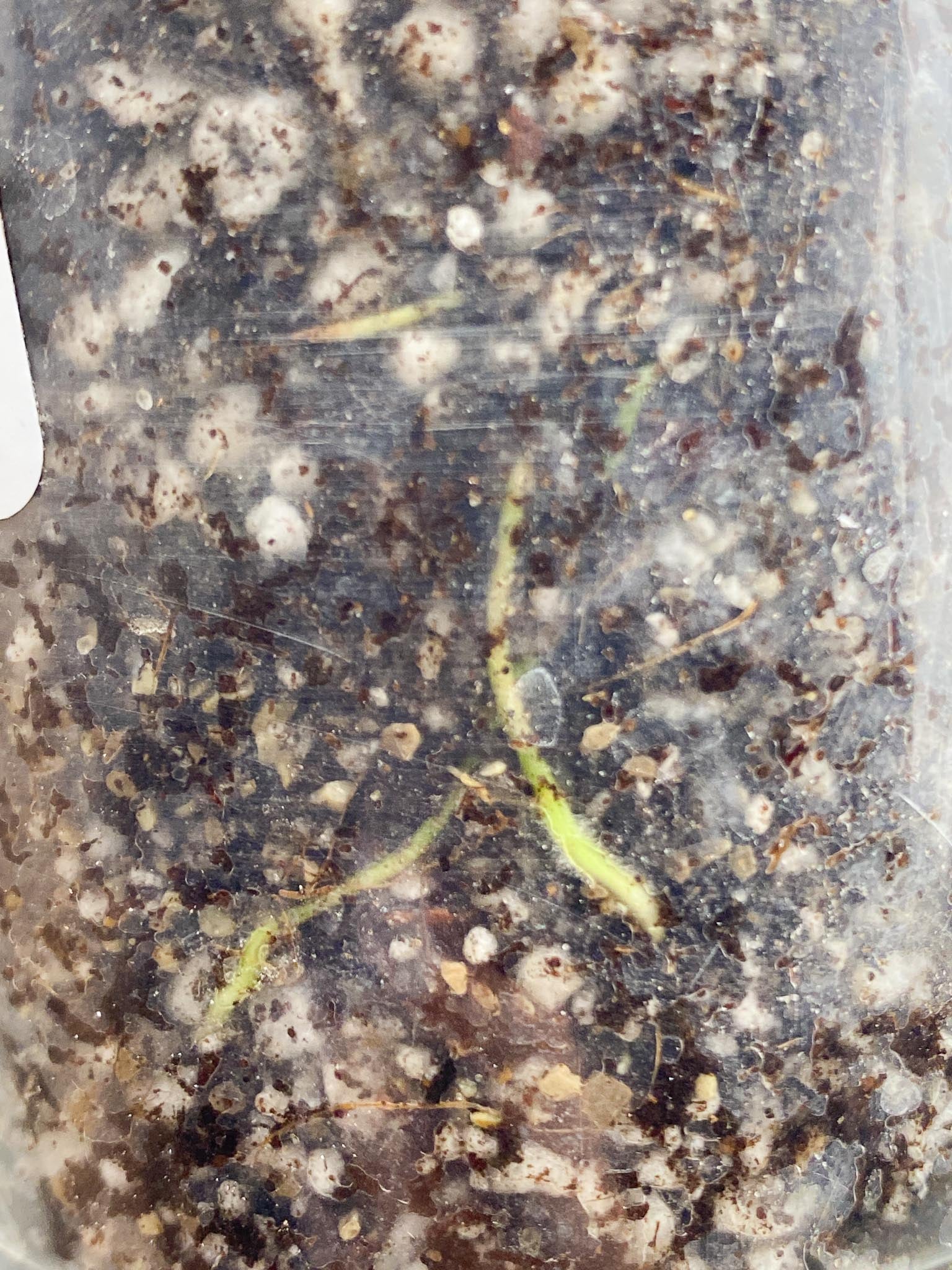 Homalomena Pink Diamond Variegated Multiple Leaves Multiple Nodes 2 Sprouts Top Cutting Rooted-