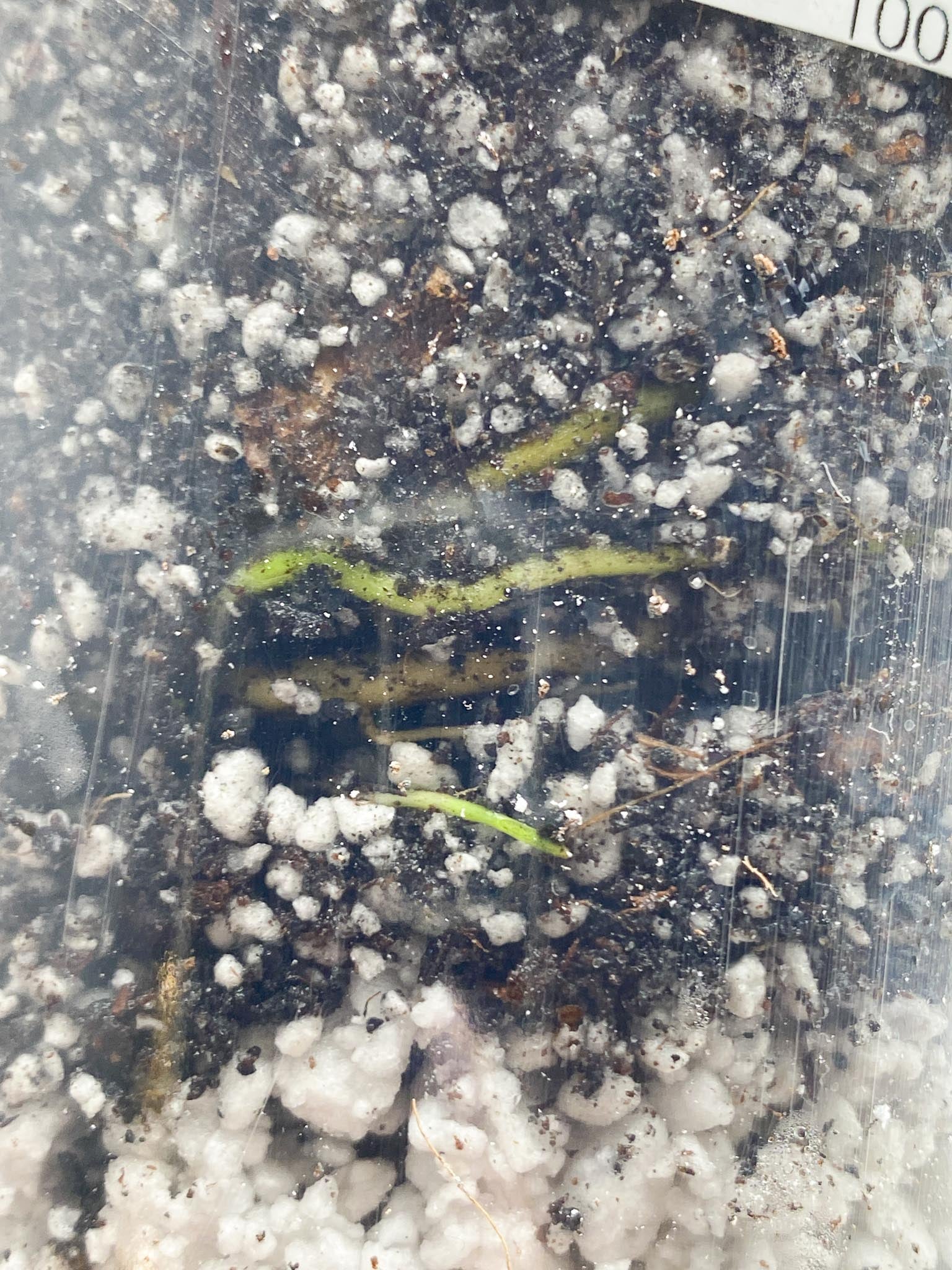 *Homalomena Pink Diamond Variegated 2 Node 2 Buds Rooted