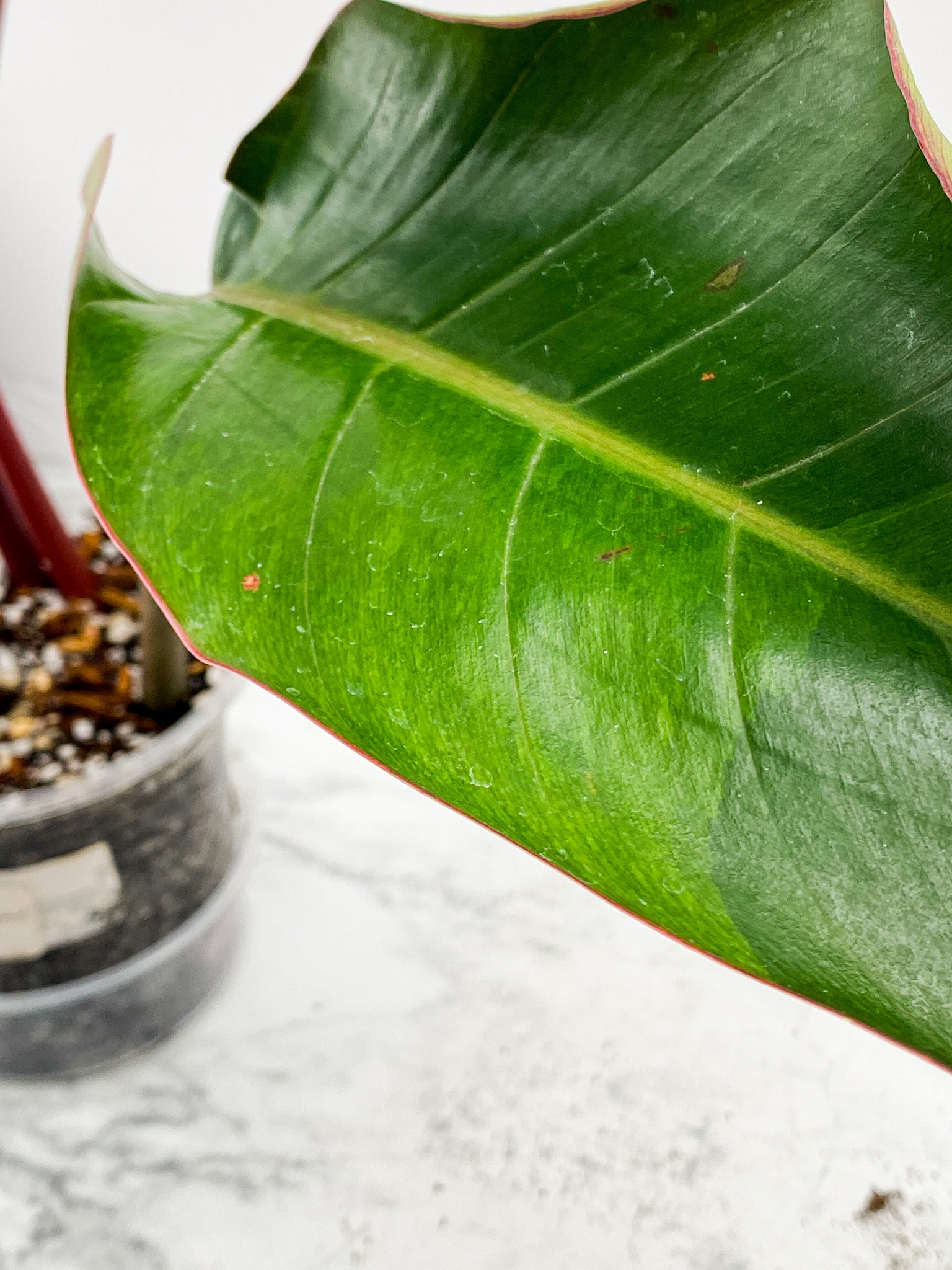 *Philodendron Firebird Variegated 3 leaf top cutting
