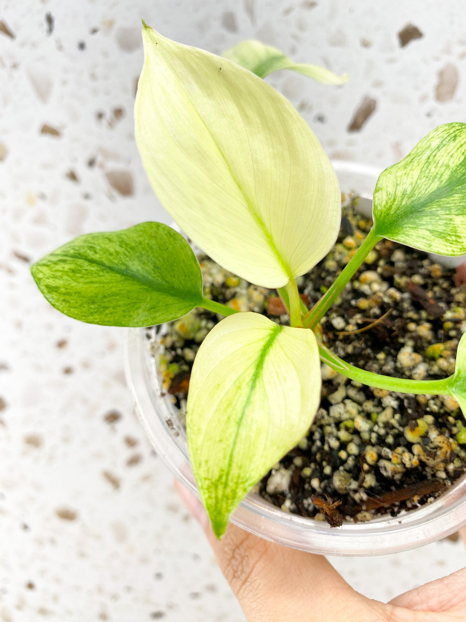 Homalomena Rubescens Mint several leaves top cutting
