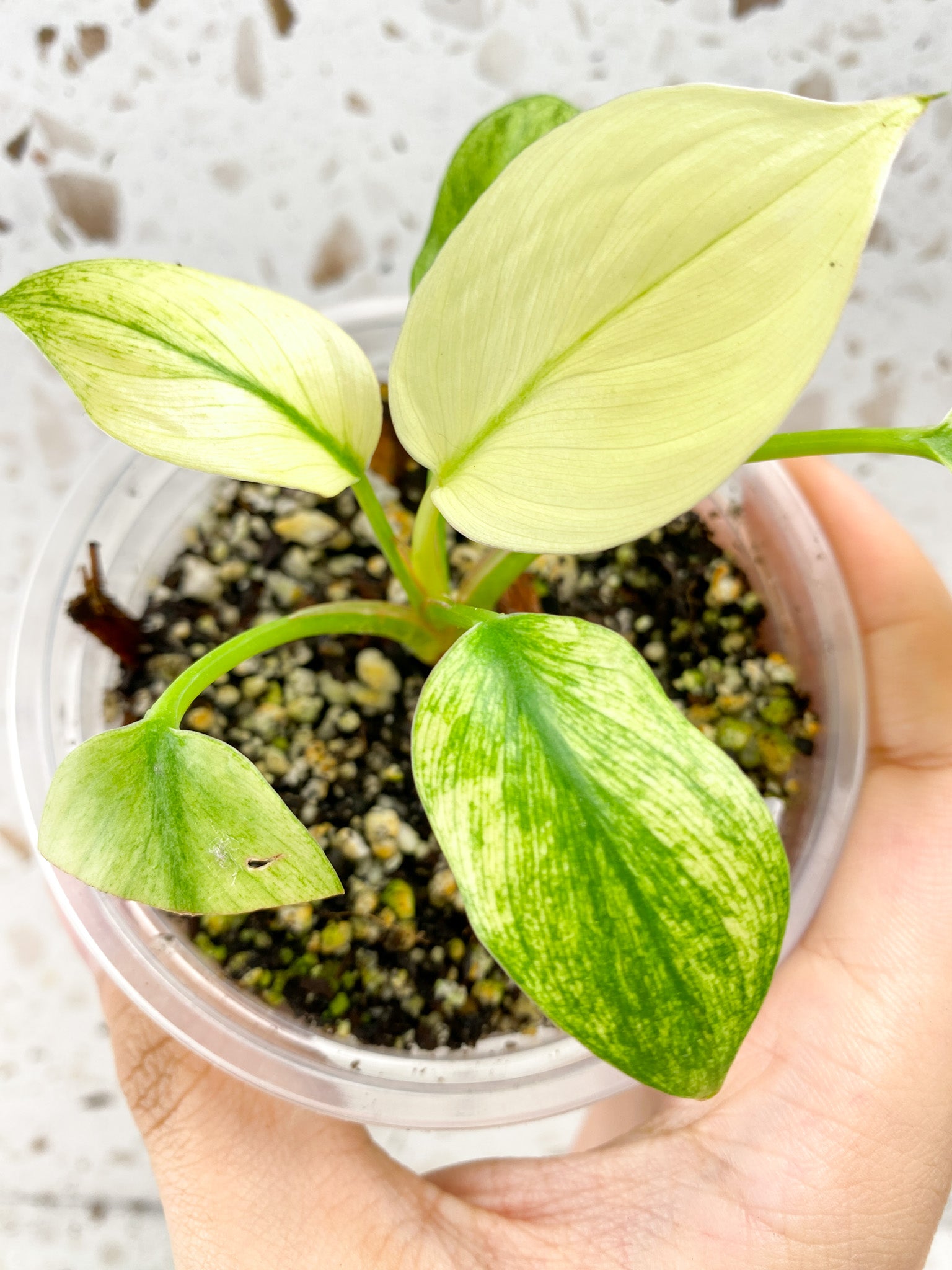 Homalomena Rubescens Mint several leaves top cutting