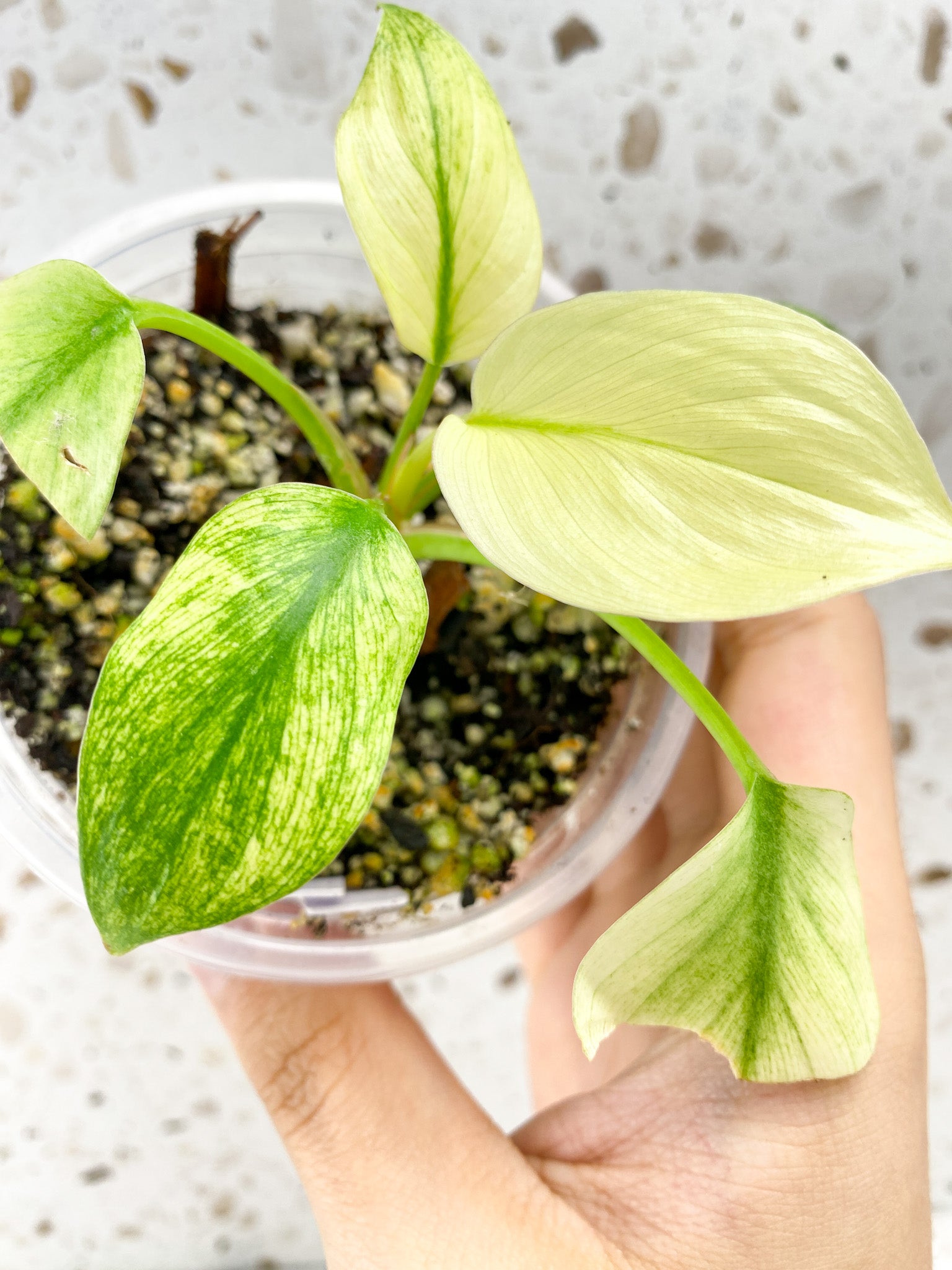 Homalomena Rubescens Mint several leaves top cutting