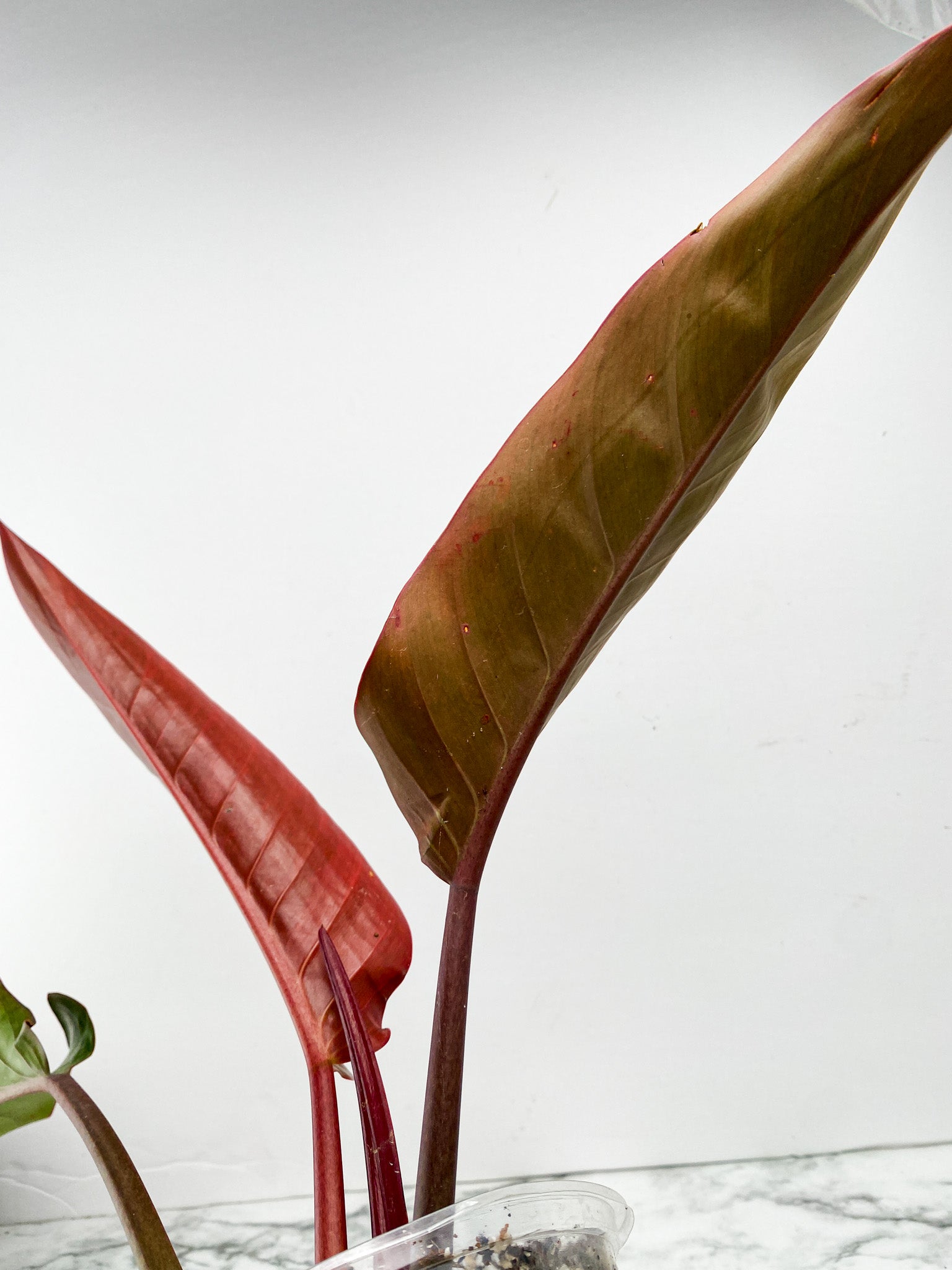 *Philodendron Firebird Variegated 3 leaf top cutting