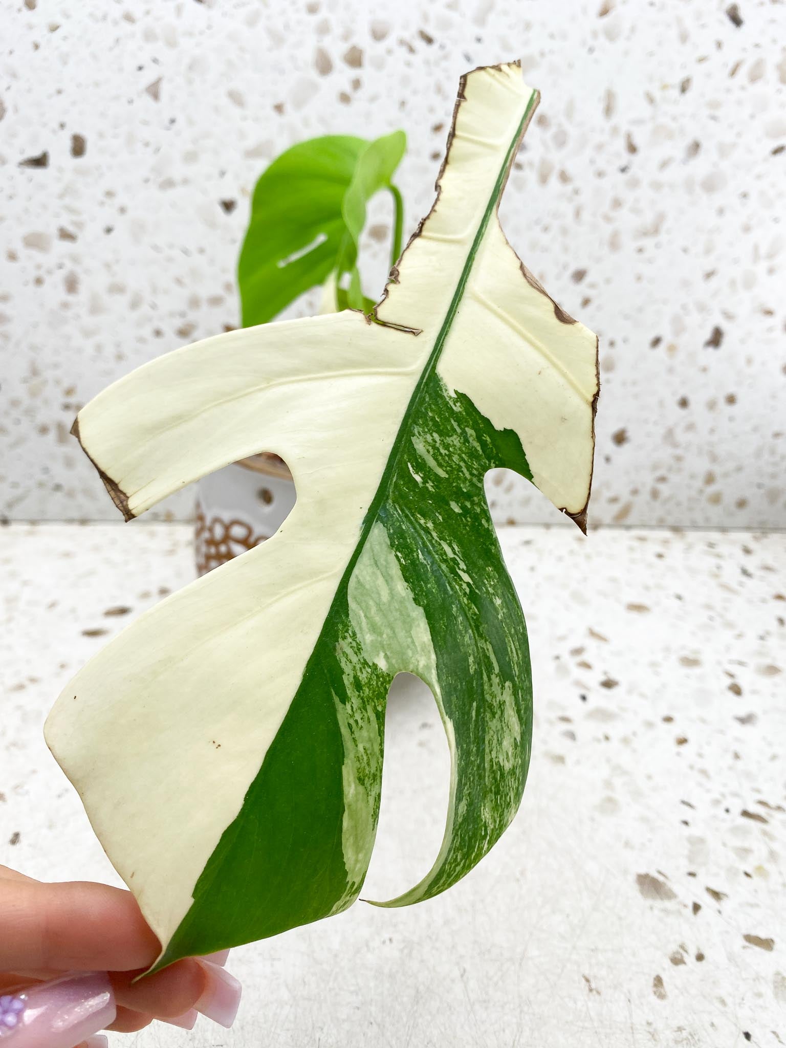 Monstera albo Japanese White Tiger Variegated 2 Leaves 2 Nodes Rooted