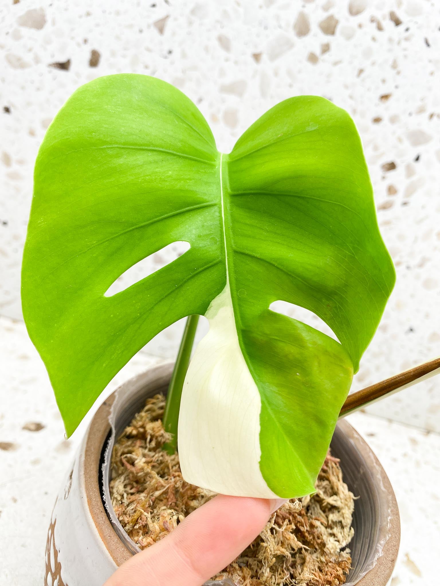 Monstera albo Japanese White Tiger Variegated 2 Leaves 2 Nodes Rooted