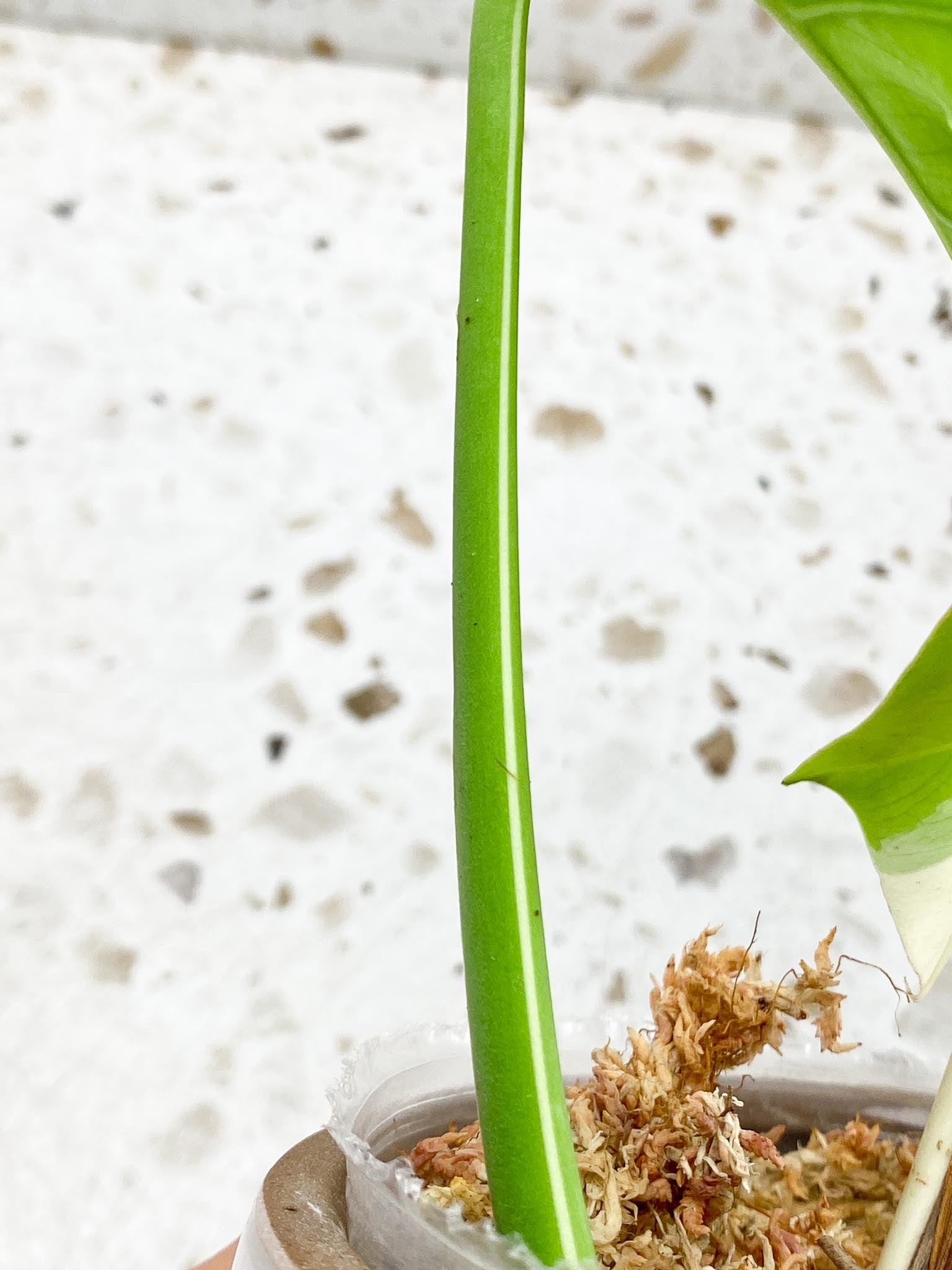 Monstera albo Japanese White Tiger Variegated 2 Leaves 2 Nodes Rooted