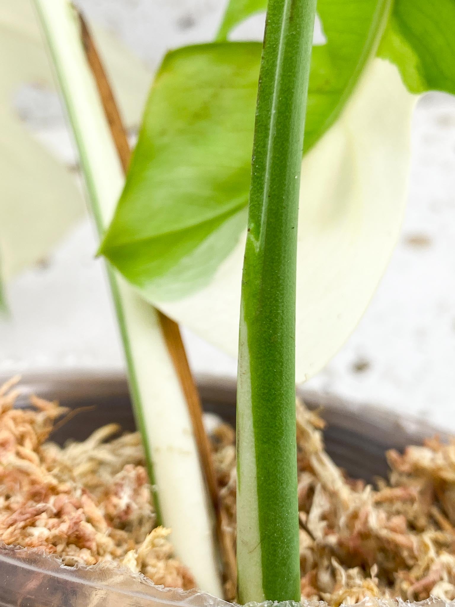Monstera albo Japanese White Tiger Variegated 2 Leaves 2 Nodes Rooted